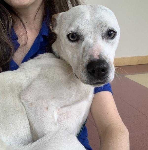Bunny, Adoptable, Young Female Australian Cattle Dog / Blue Heeler.