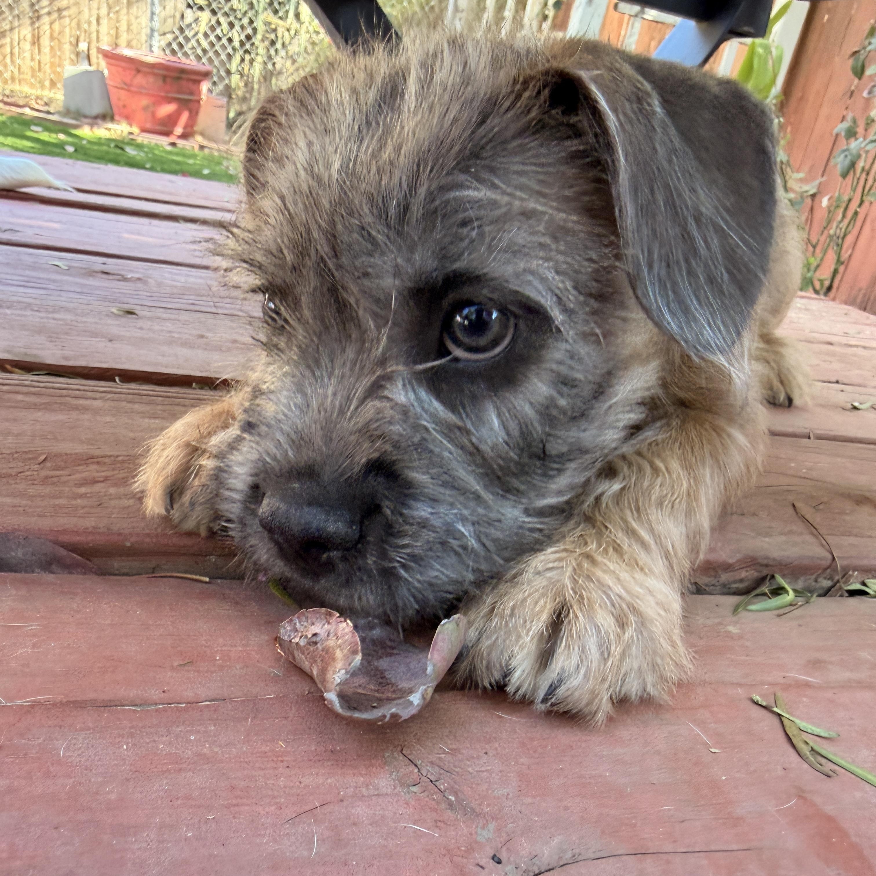 Fritz, an adopted mixed breed in Riverside, CA image 5/6