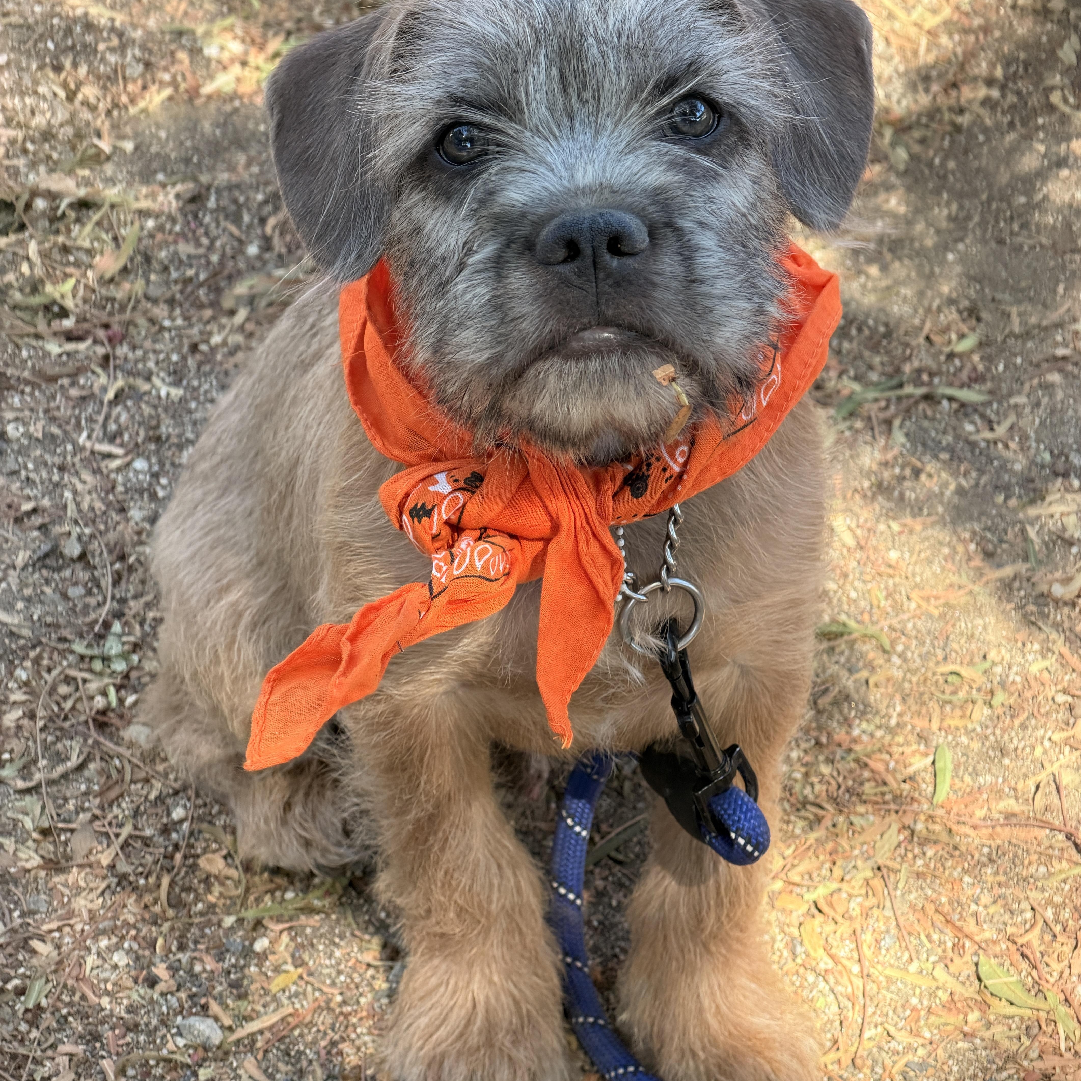 Fritz, an adopted mixed breed in Riverside, CA image 1/6