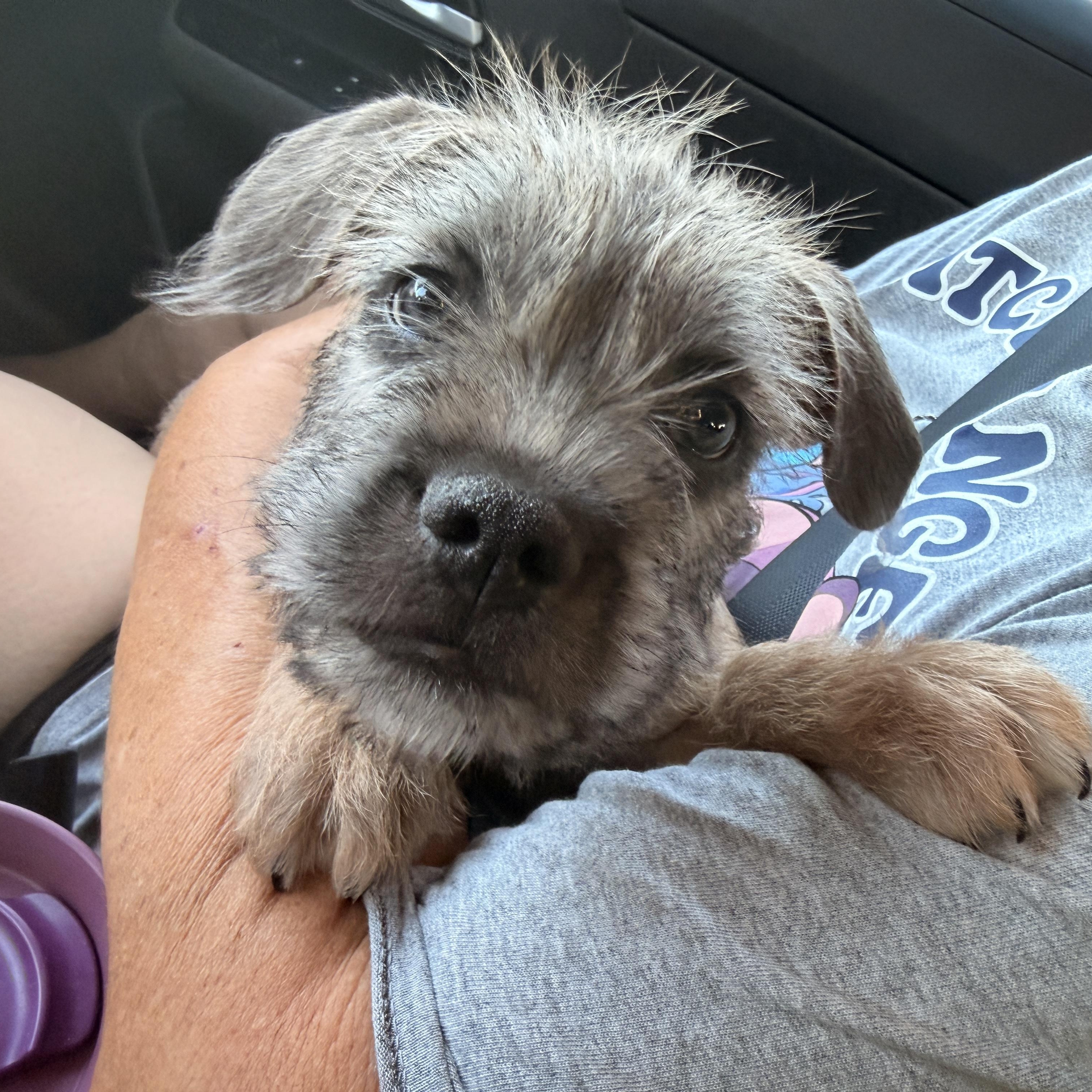 Fritz, an adopted mixed breed in Riverside, CA image 4/6