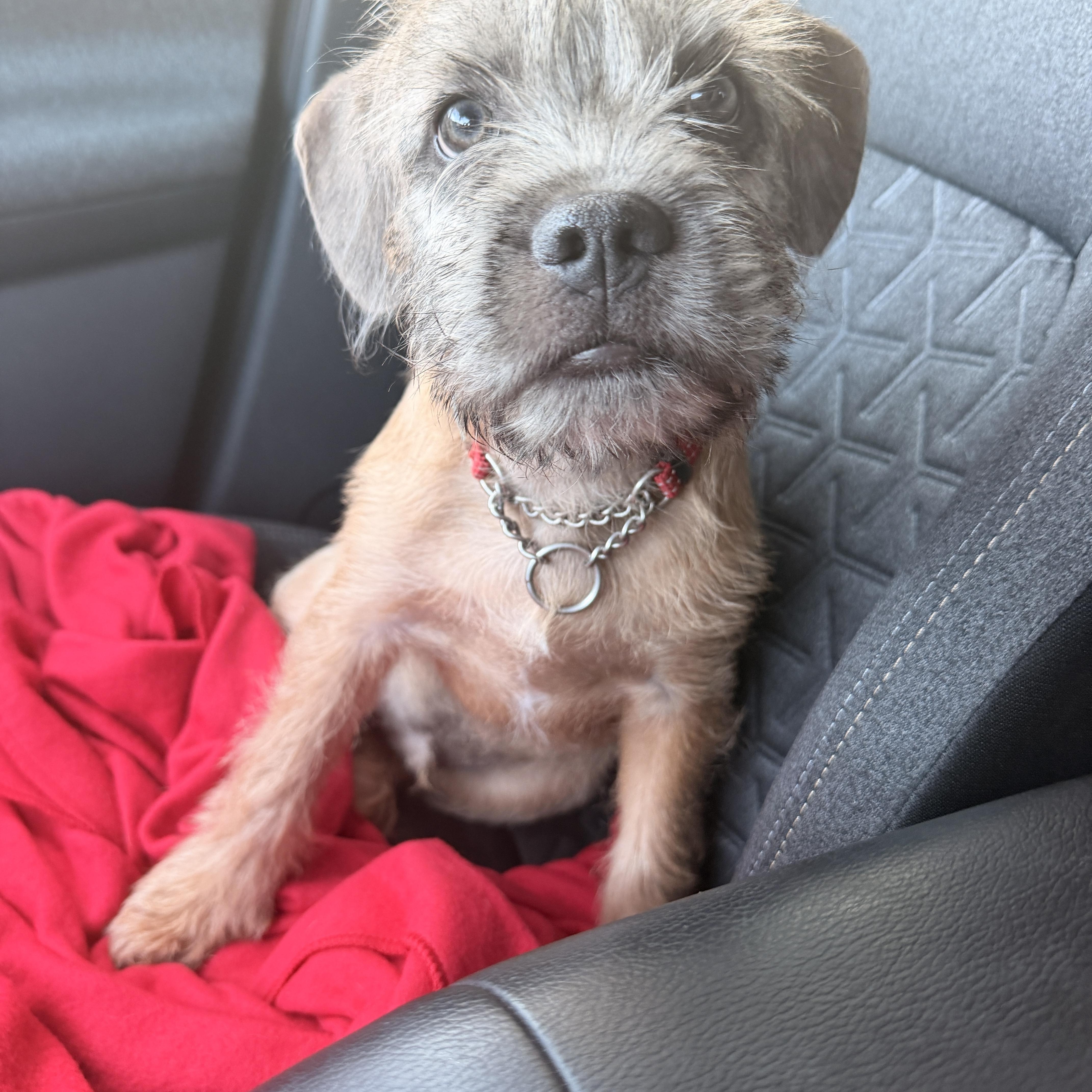 Fritz, an adopted mixed breed in Riverside, CA image 3/6