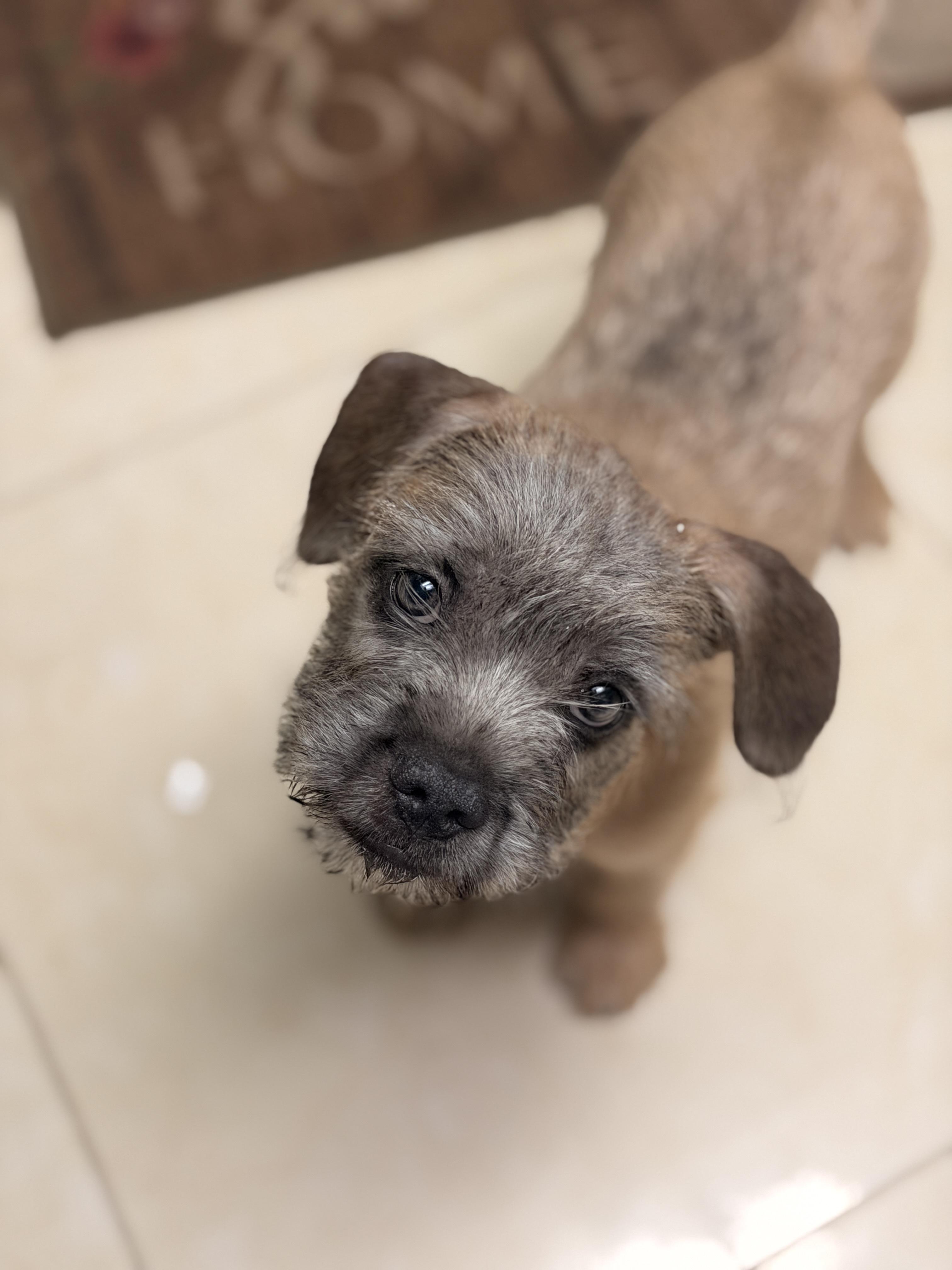 Fritz, an adopted mixed breed in Riverside, CA image 6/6