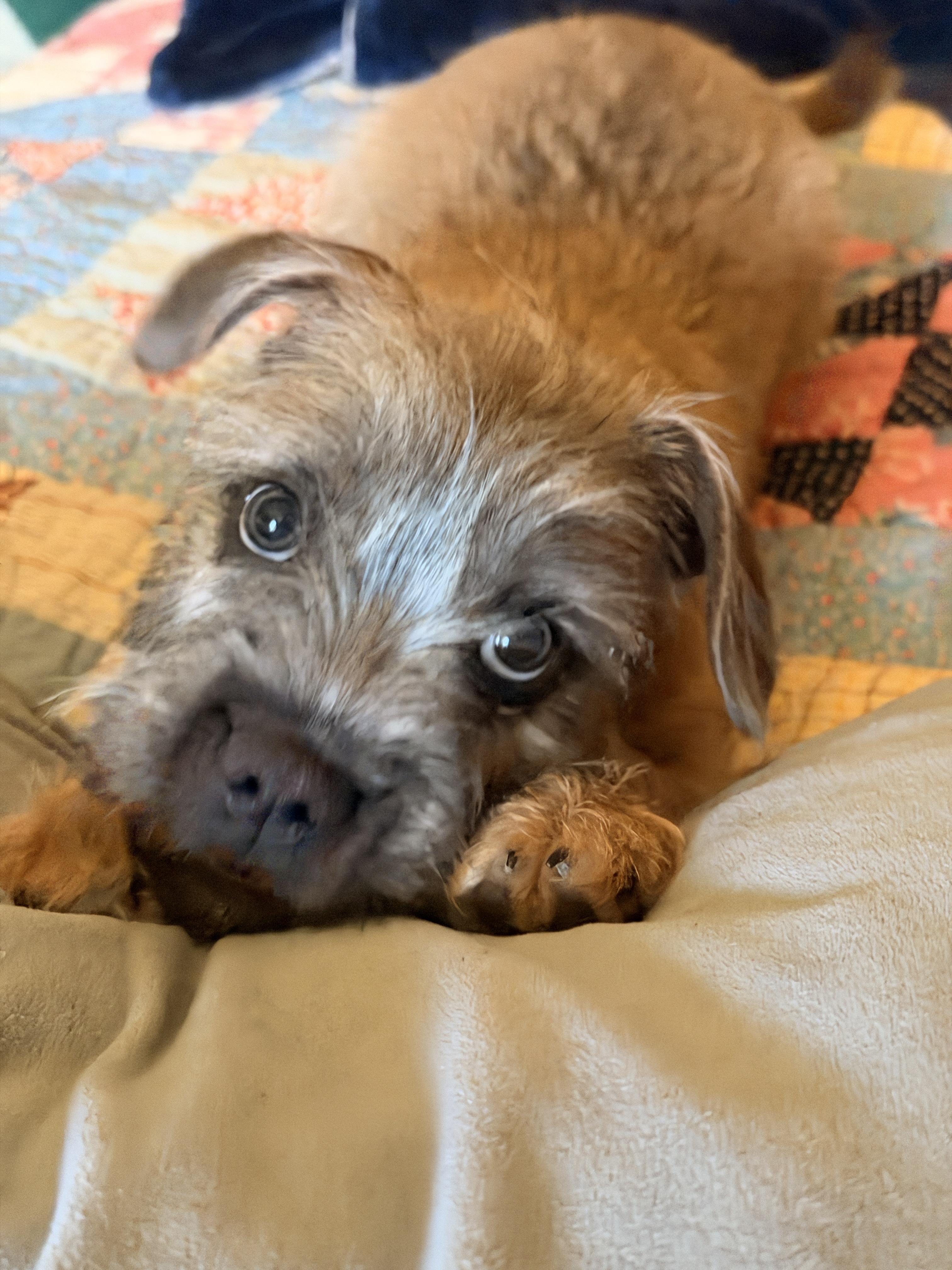 Fritz, an adopted mixed breed in Riverside, CA image 2/6