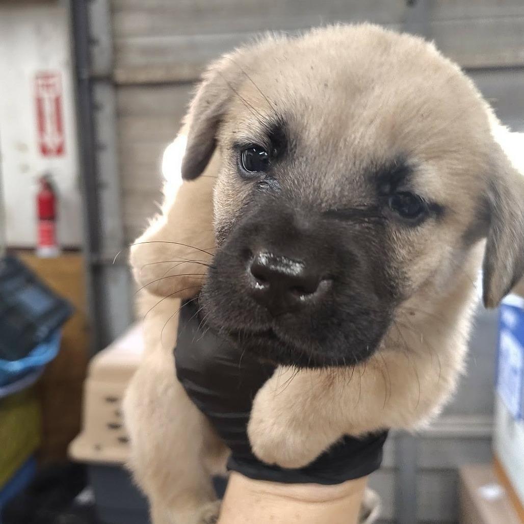 Harry, Adopted, Puppy Male Black Mouth Cur & Chow Chow.