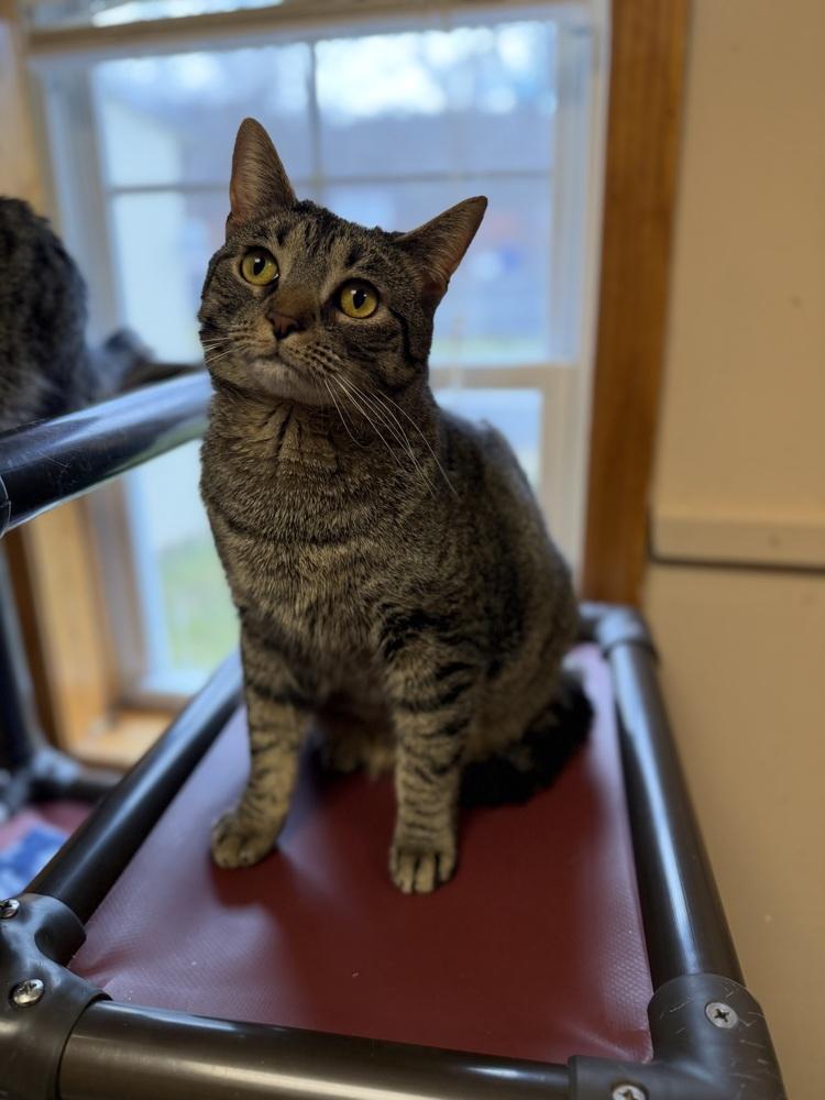 Tansy, Adoptable, Young Female Domestic Short Hair.
