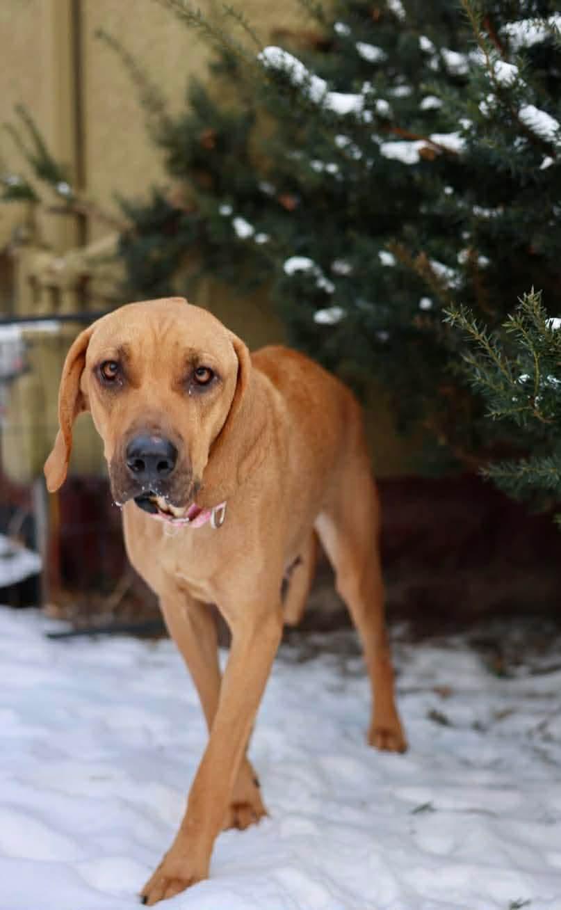 Daisy, Adoptable, Adult Female Treeing Walker Coonhound.