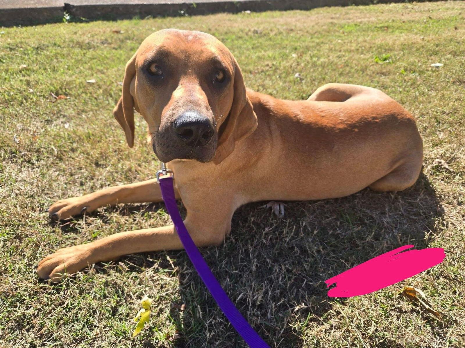 Enlarge Daisy, a Adoptable Treeing Walker Coonhound in Duluth, MN image 2/3