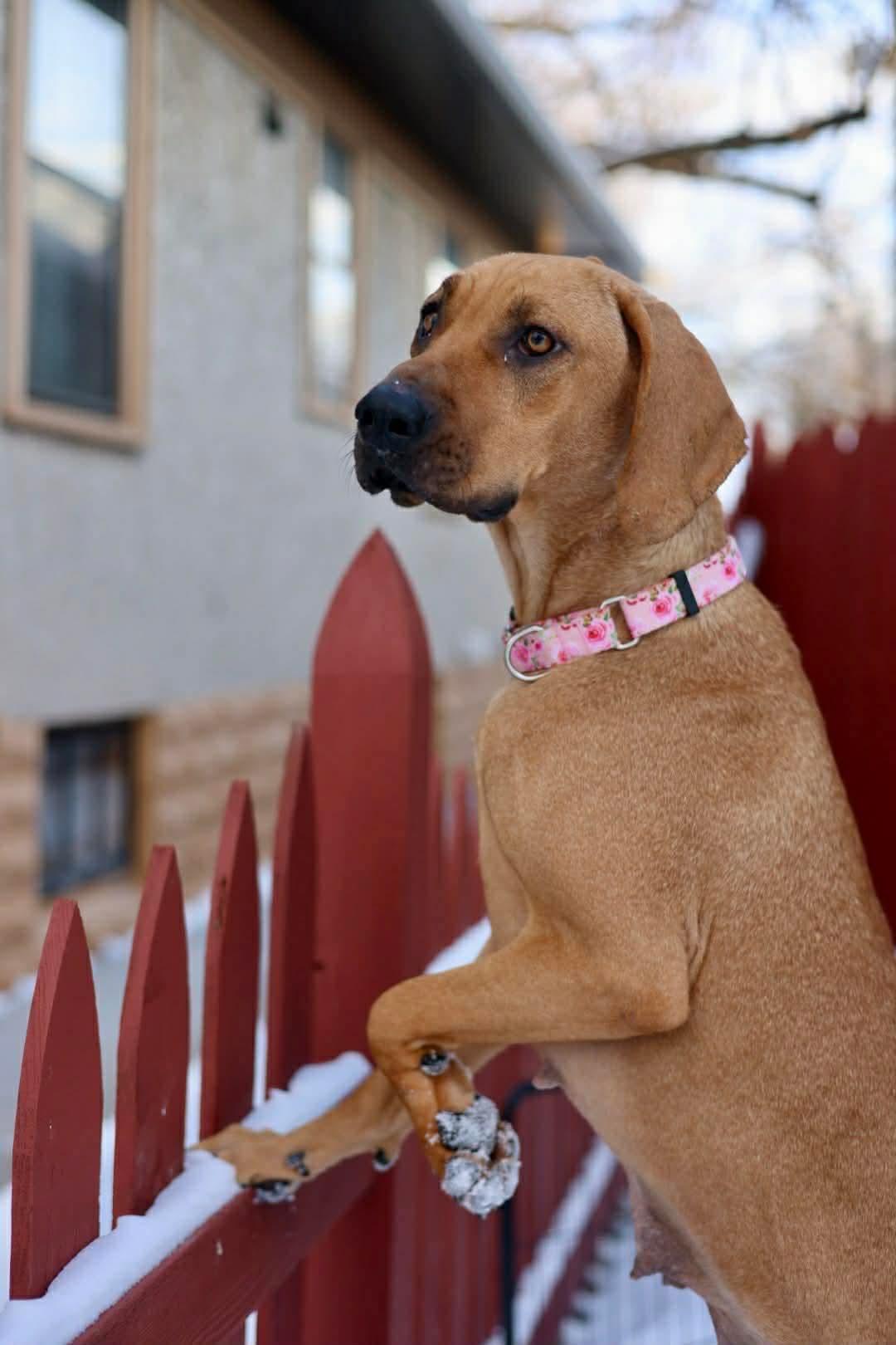 Enlarge Daisy, a Adoptable Treeing Walker Coonhound in Duluth, MN image 3/3