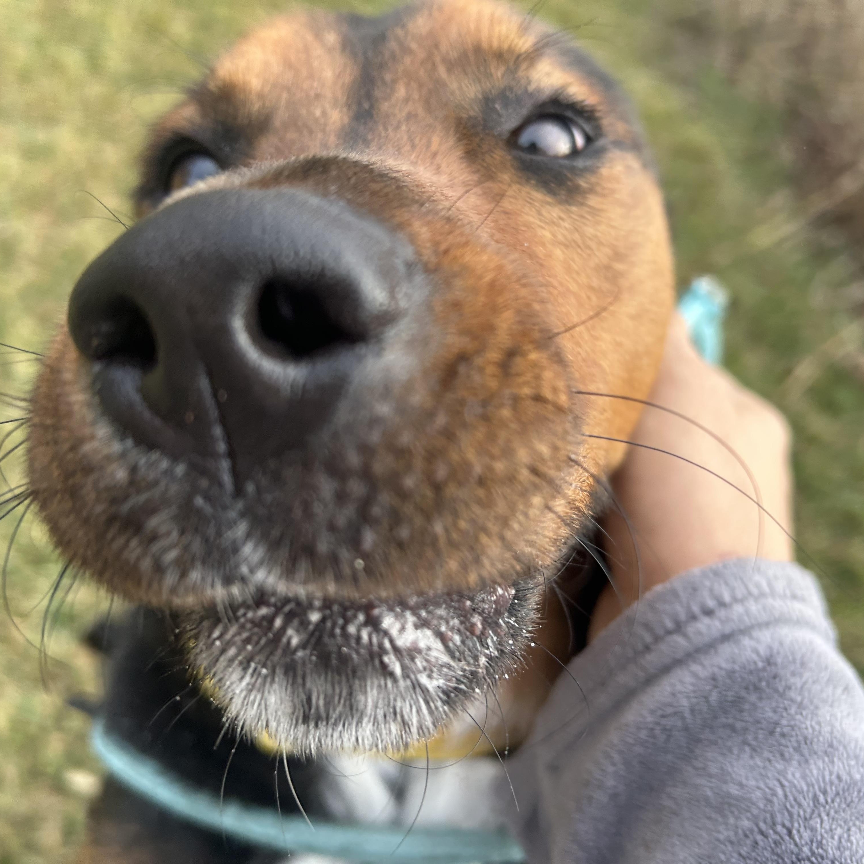Kody, an adopted mixed breed in Monroe, NY image 1/5