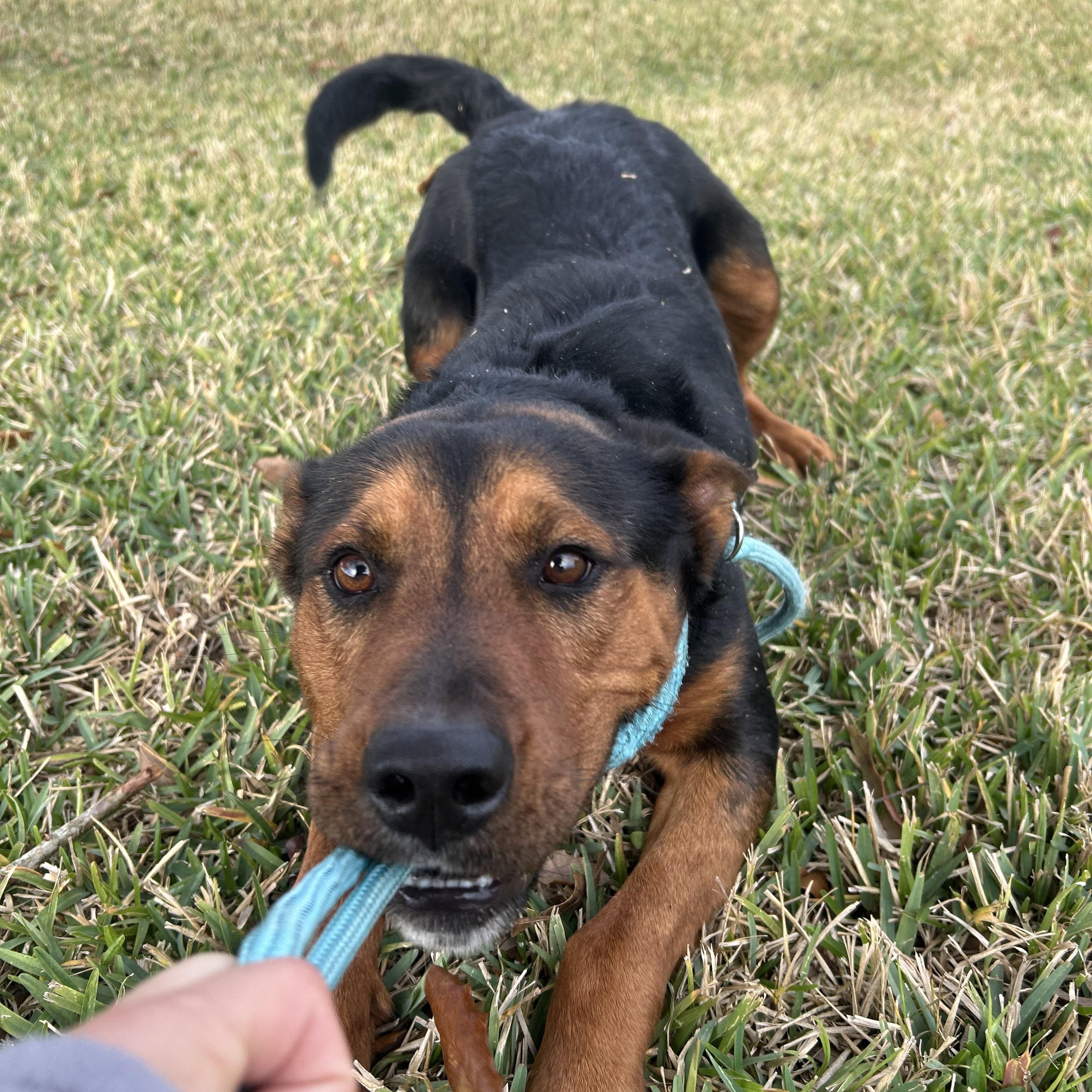 Kody, an adopted mixed breed in Monroe, NY image 3/5