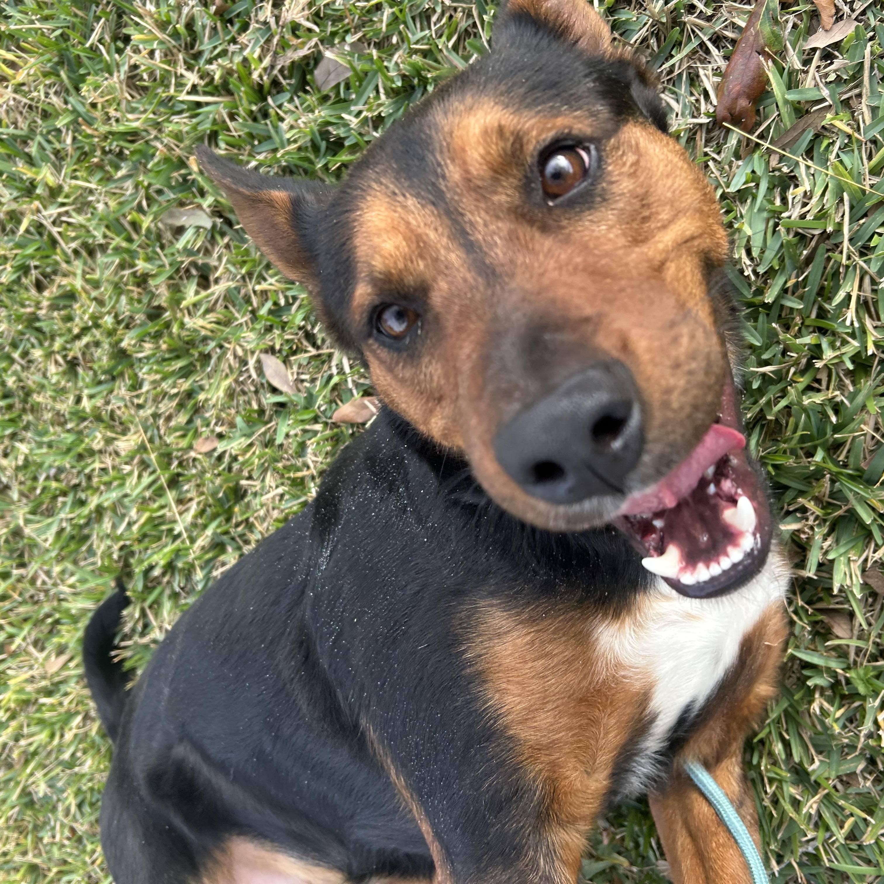 Kody, an adopted mixed breed in Monroe, NY image 5/5