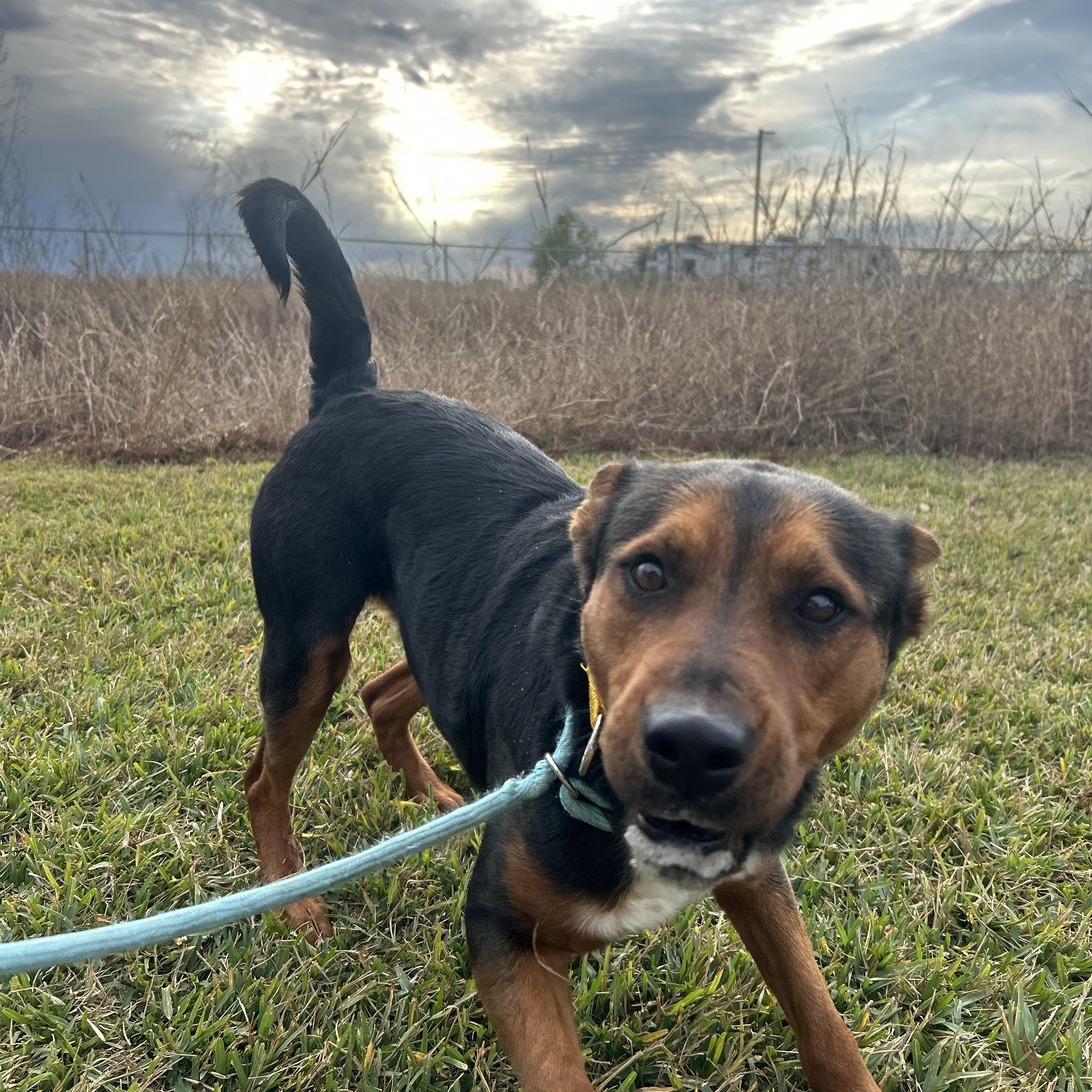 Kody, an adopted mixed breed in Monroe, NY image 4/5