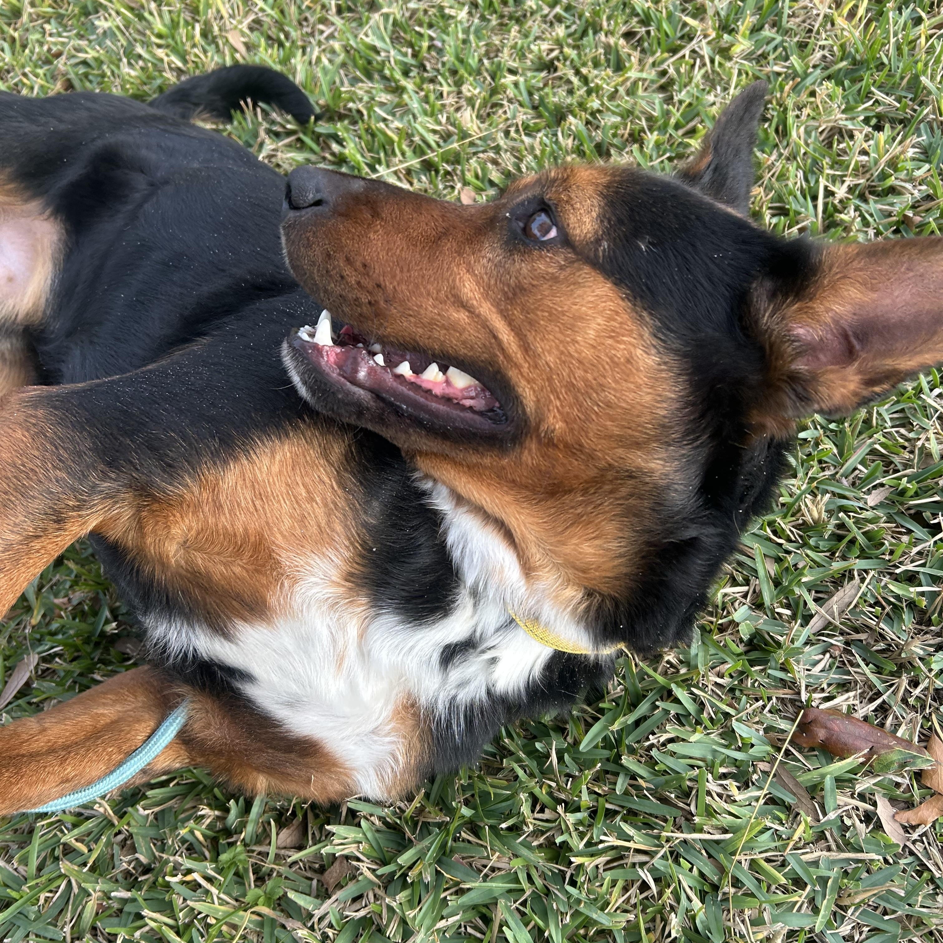 Kody, an adopted mixed breed in Monroe, NY image 2/5