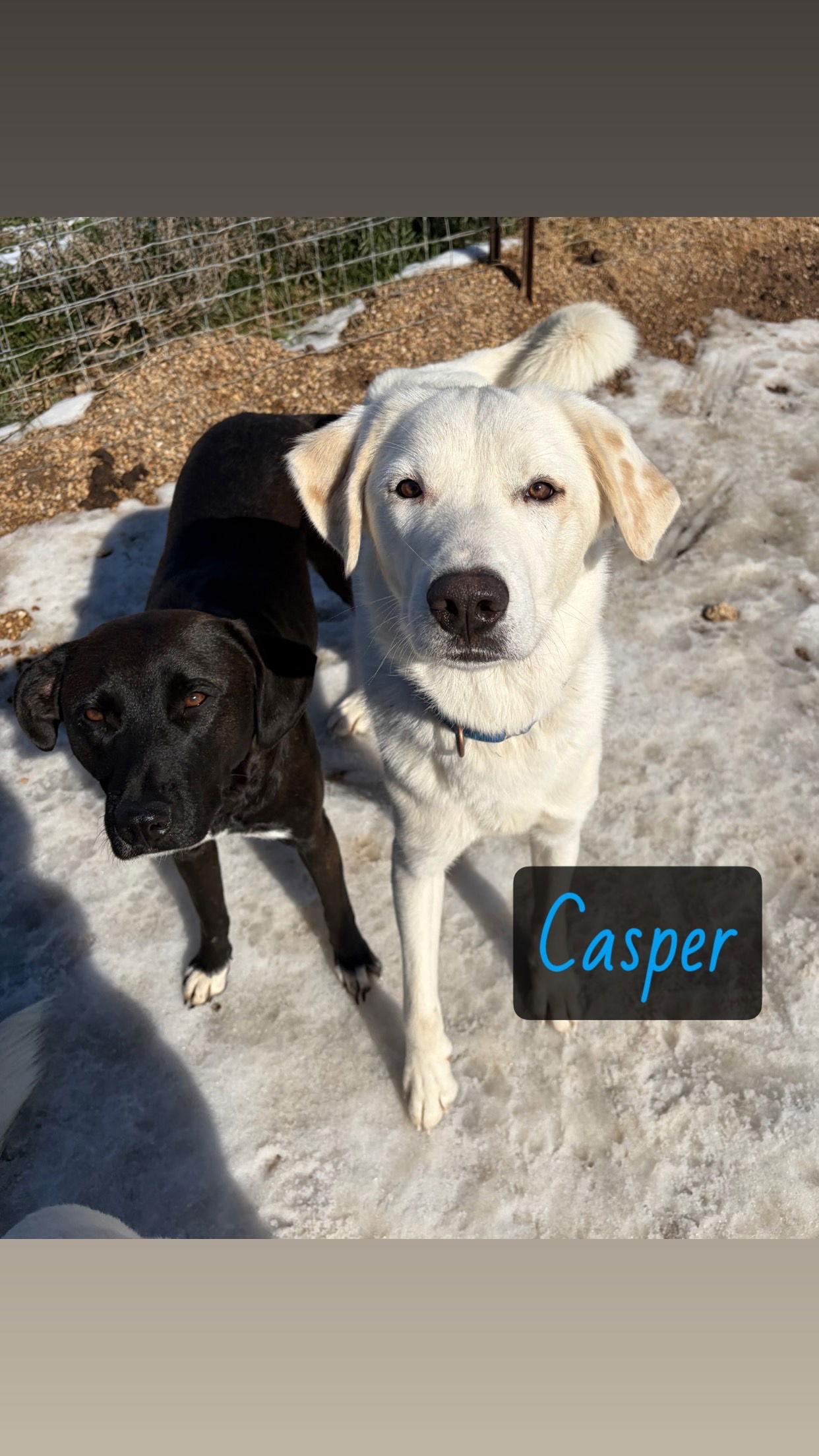 Casper, Adoptable, Young Male Great Pyrenees.