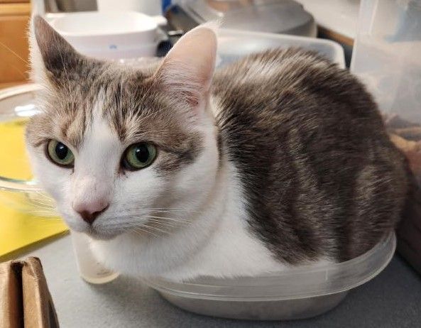 Enlarge Booboo, a Adoptable Domestic Short Hair in Waverly, IA image 1/5