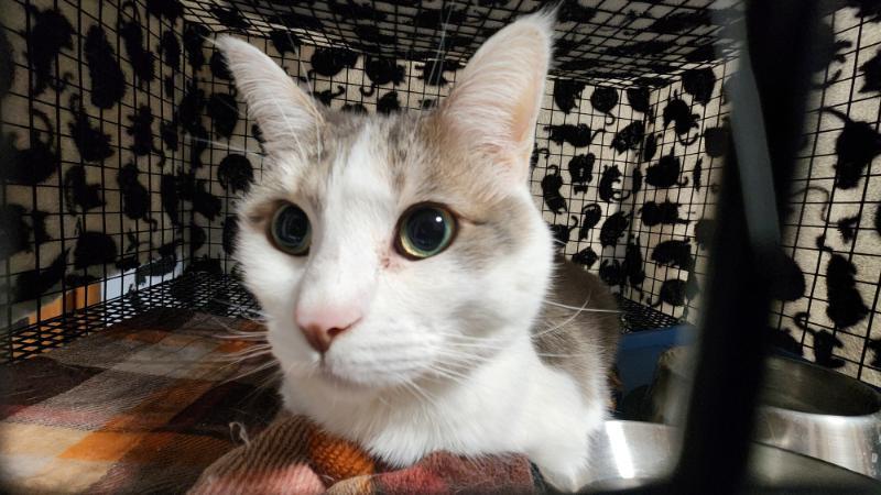 Enlarge Booboo **LOVES DOGS!**, a Adoptable Domestic Short Hair in Waverly, IA image 6/6