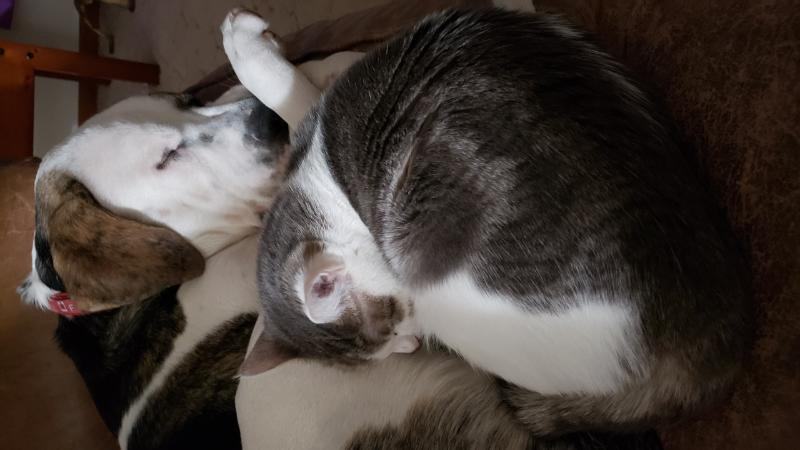 Enlarge Booboo, a Adoptable Domestic Short Hair in Waverly, IA image 2/5