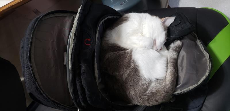 Enlarge Booboo, a Adoptable Domestic Short Hair in Waverly, IA image 4/5