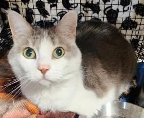 Booboo **LOVES DOGS!**, Adoptable, Senior Female Domestic Short Hair.