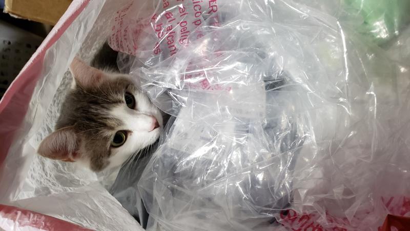 Booboo — thumbnail 5