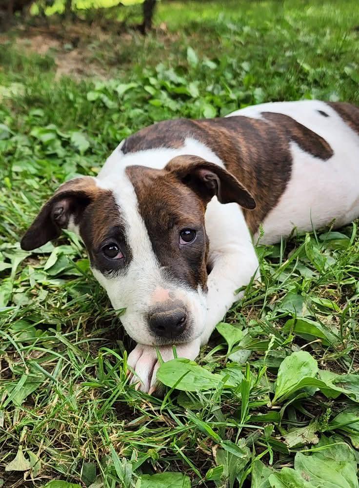 Kelce, Adoptable, Puppy Female Pit Bull Terrier.