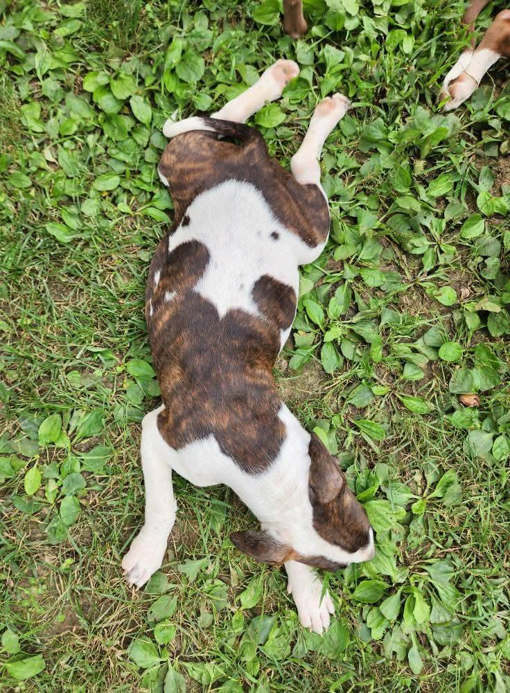 Enlarge Kelce, a Adoptable mixed breed in Lexington, MO image 6/6