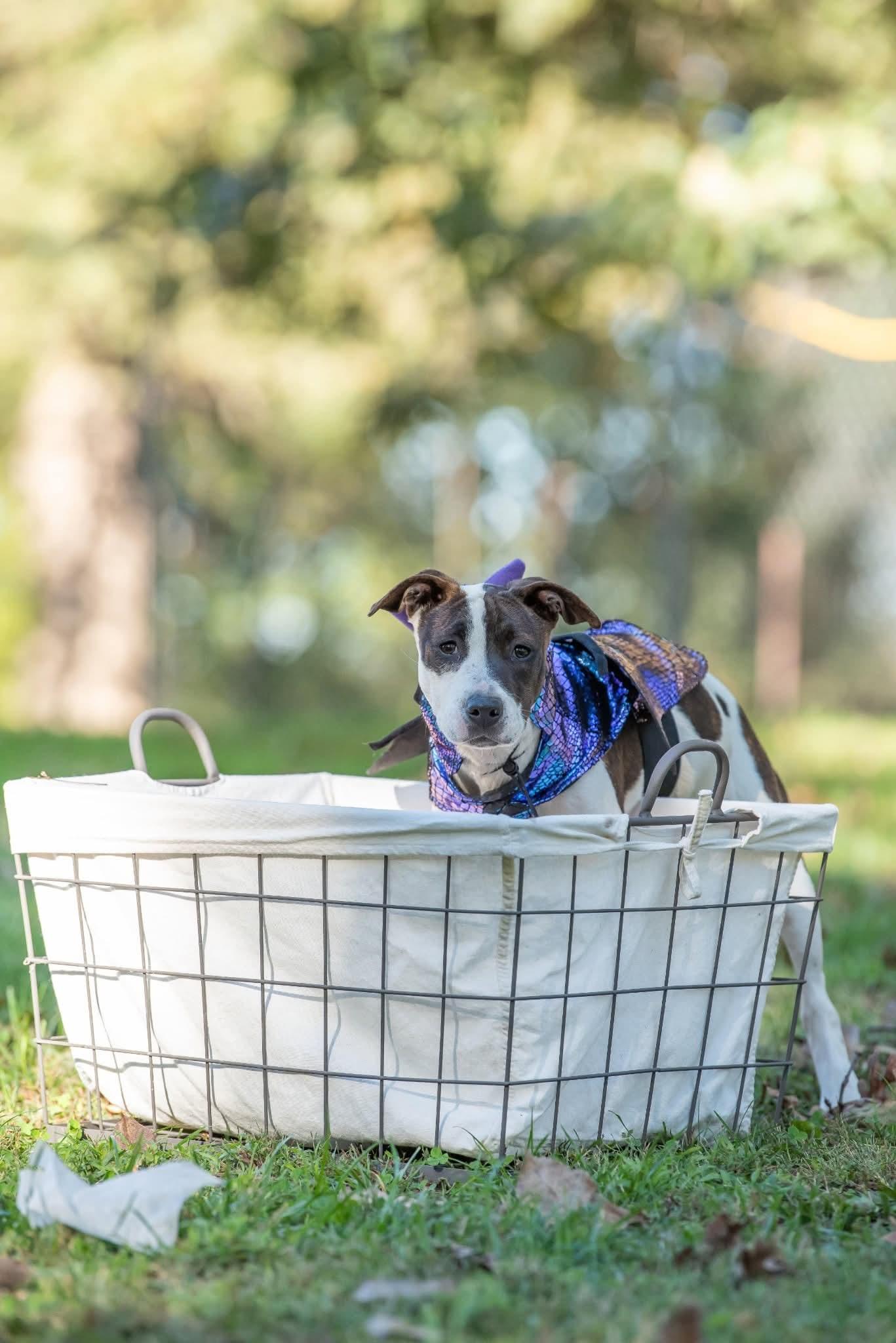 Enlarge Kelce, a Adoptable mixed breed in Lexington, MO image 3/6