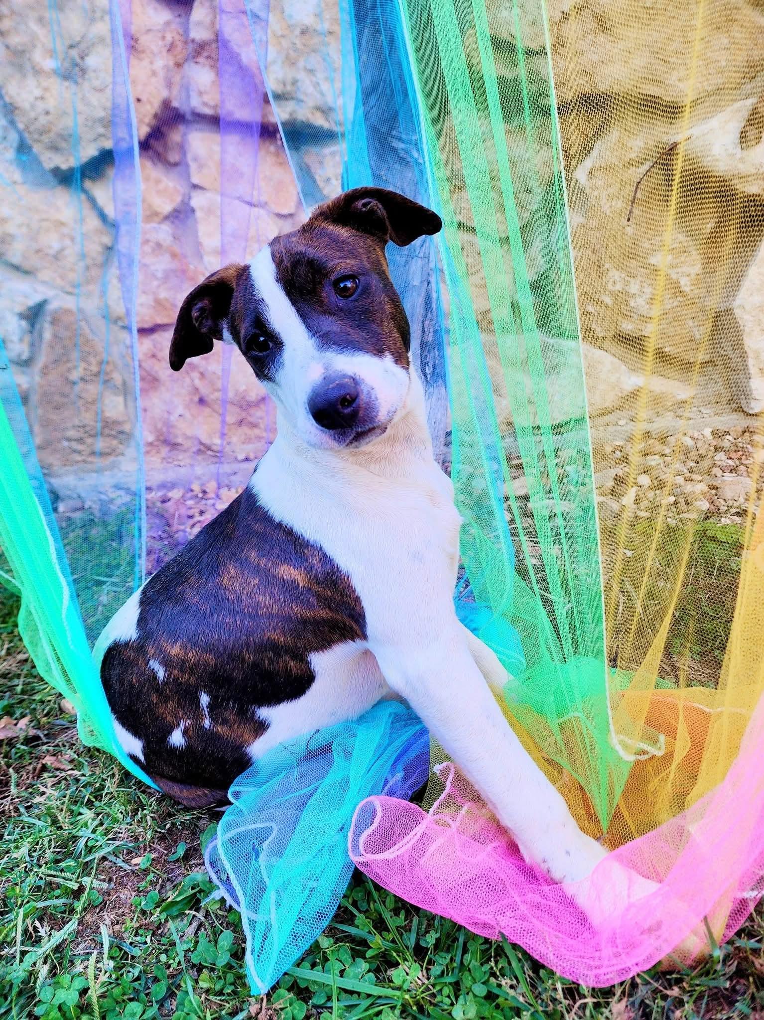 Enlarge Kelce, a Adoptable mixed breed in Lexington, MO image 5/6