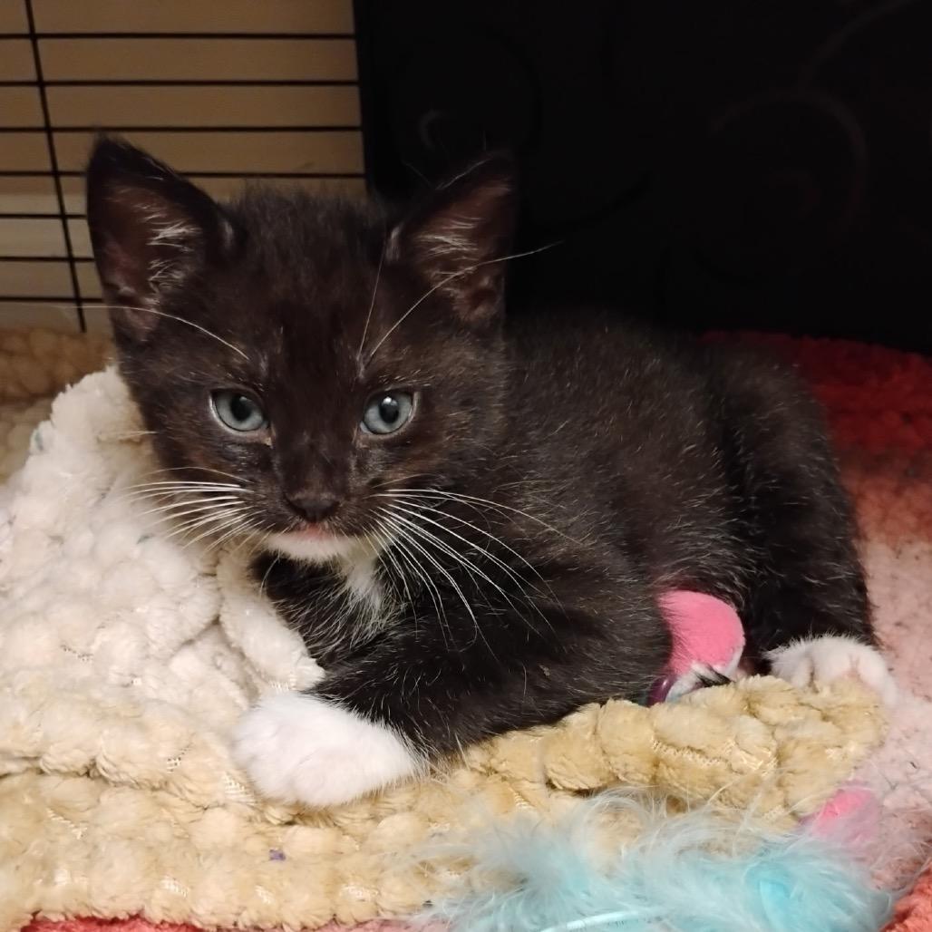 Enlarge Neko Katze - AC, a Adoptable Domestic Short Hair in Tallahassee, FL image 1/1