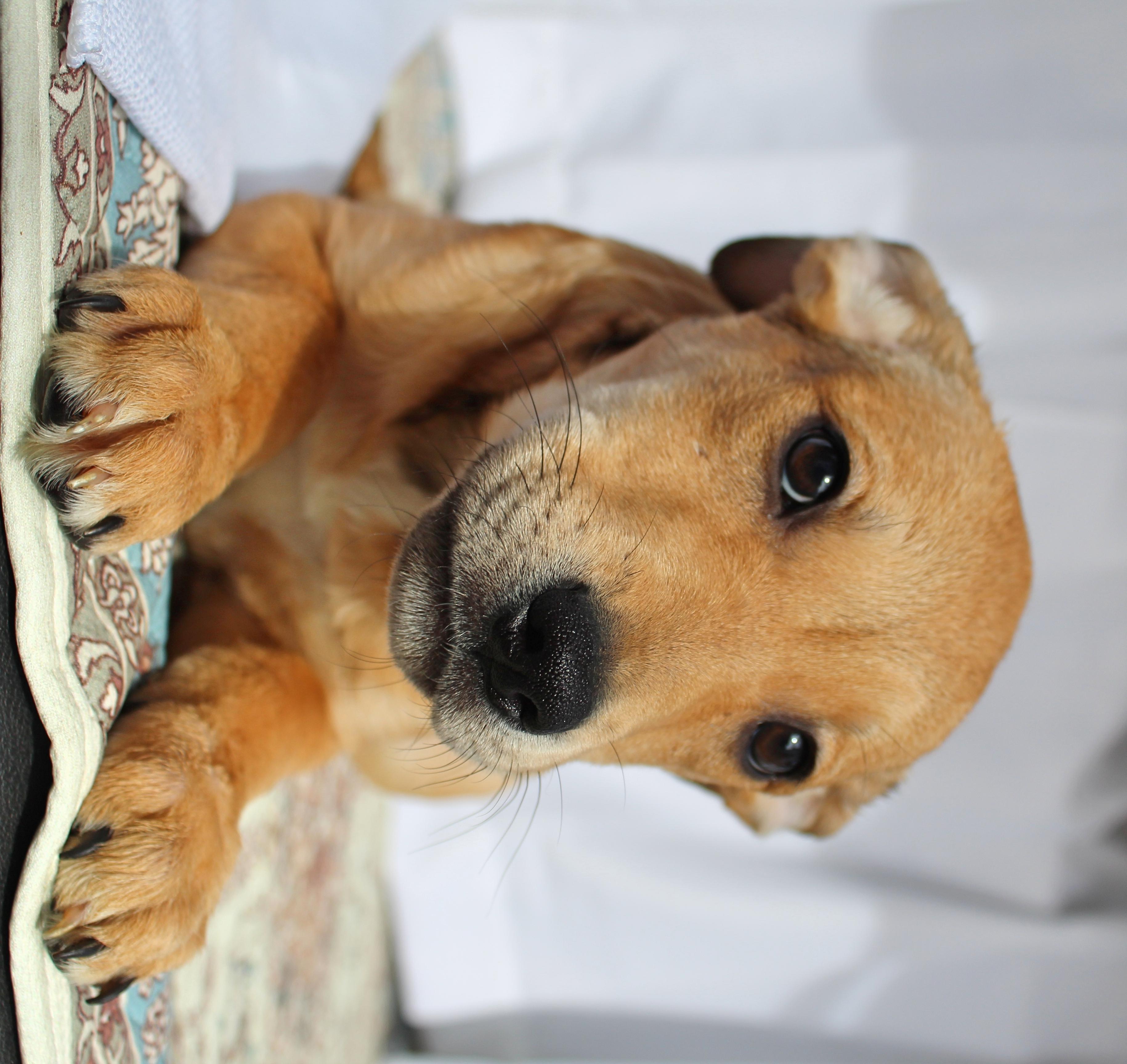 Enlarge Missy, a ADOPTABLE mixed breed in Springfield, OH image 2/5