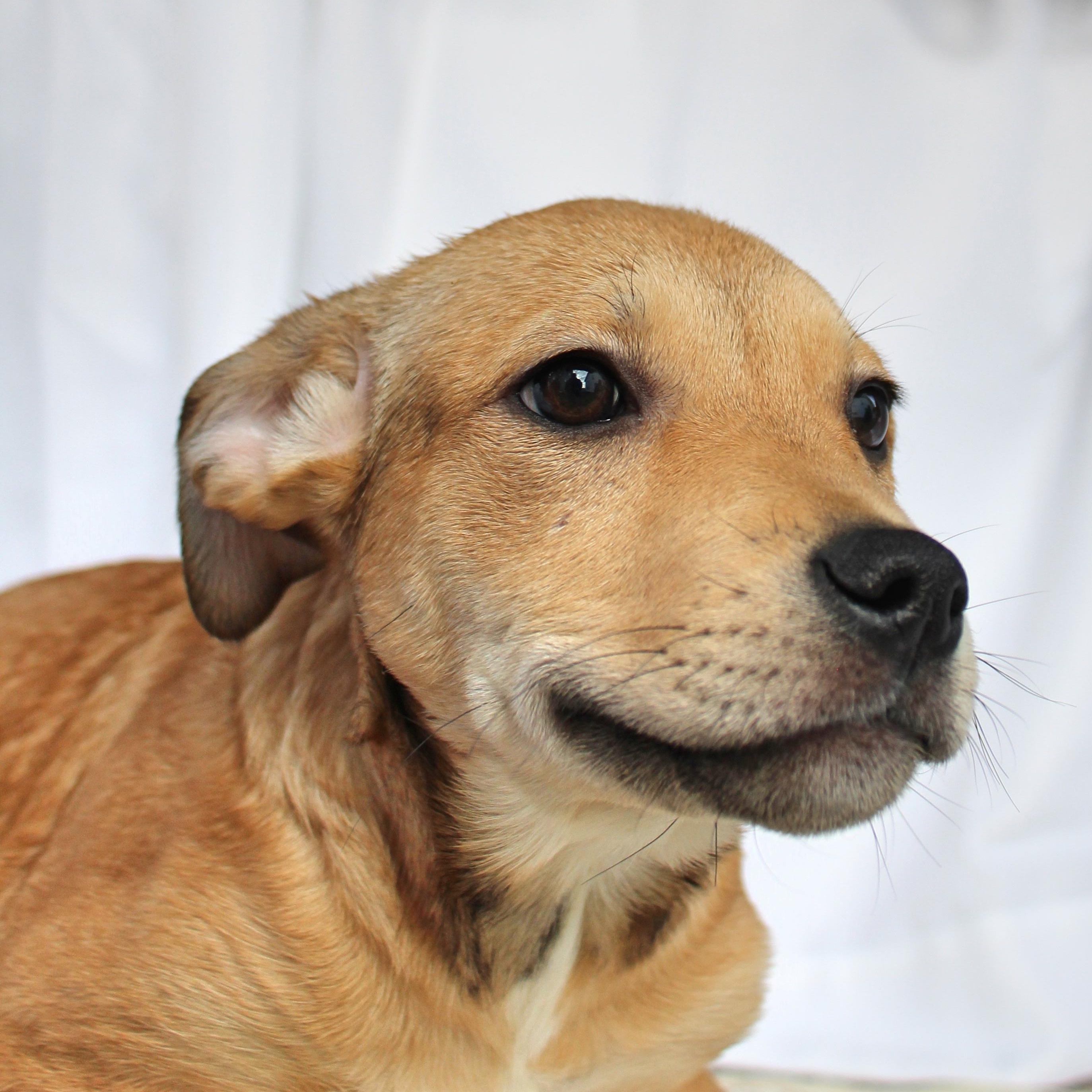 Missy, ADOPTABLE, Puppy Female Shepherd & Pit Bull Terrier.