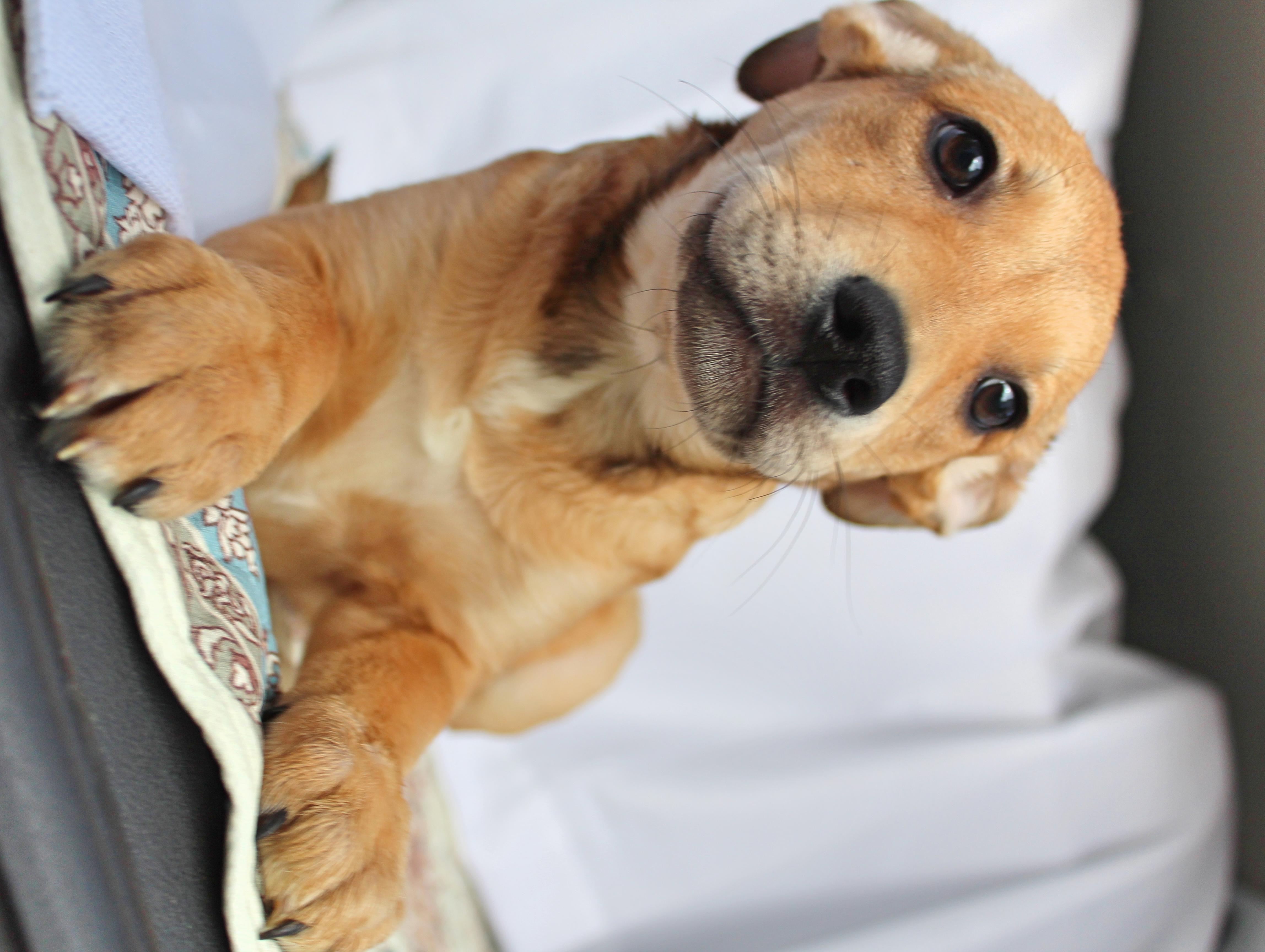 Enlarge Missy, a ADOPTABLE mixed breed in Springfield, OH image 4/5