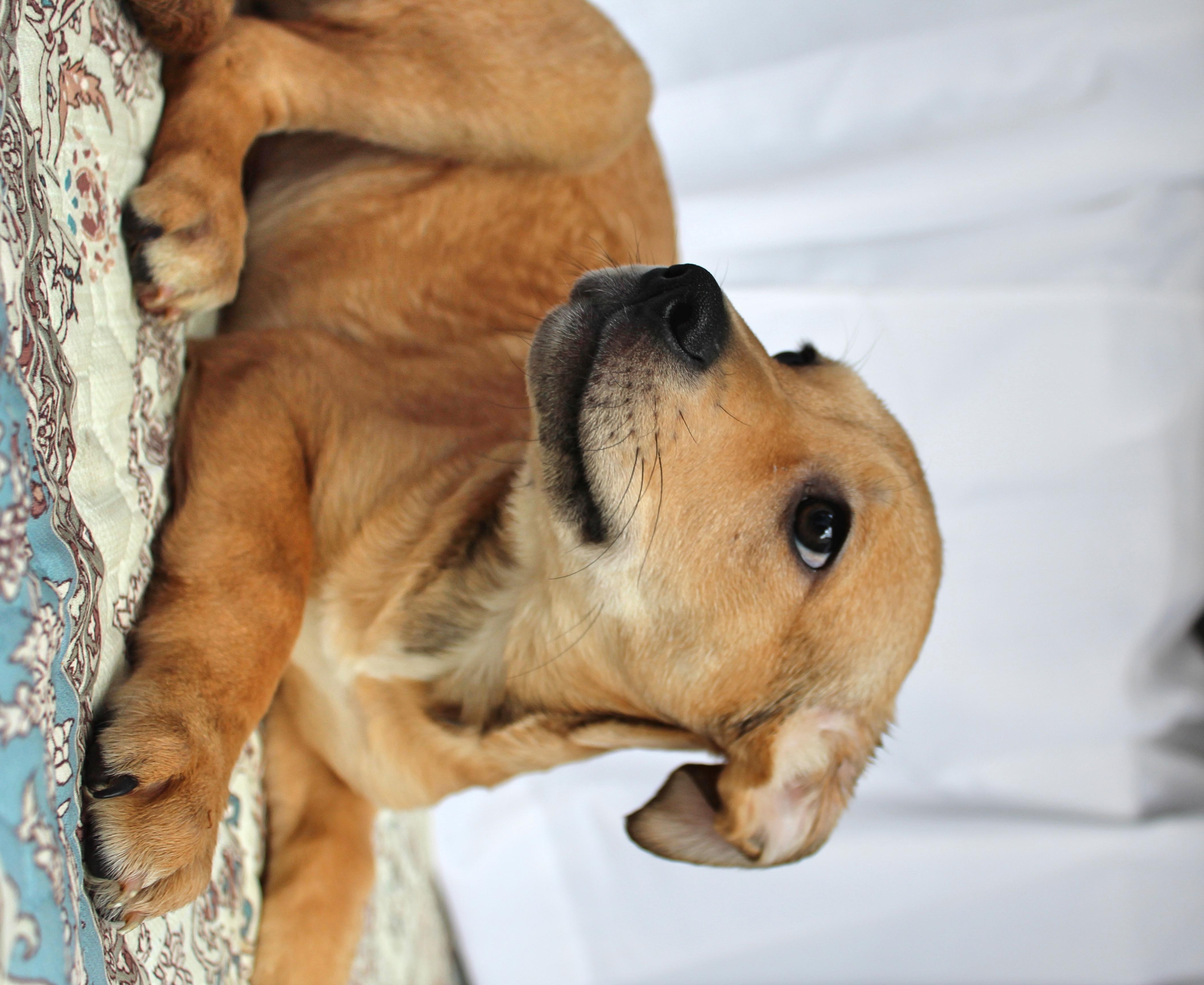 Enlarge Missy, a ADOPTABLE mixed breed in Springfield, OH image 5/5