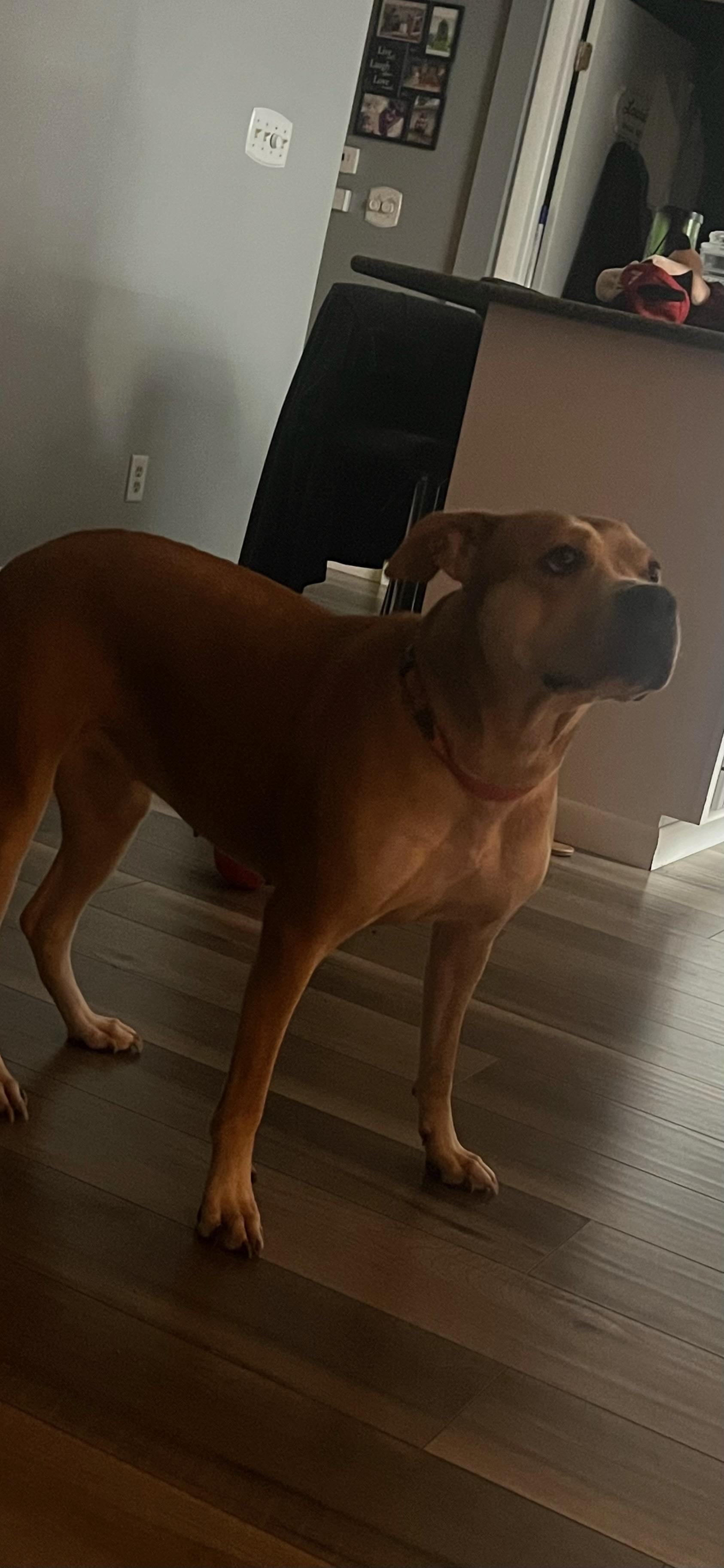 Enlarge Luna, a ADOPTABLE mixed breed in Lima, OH image 1/1