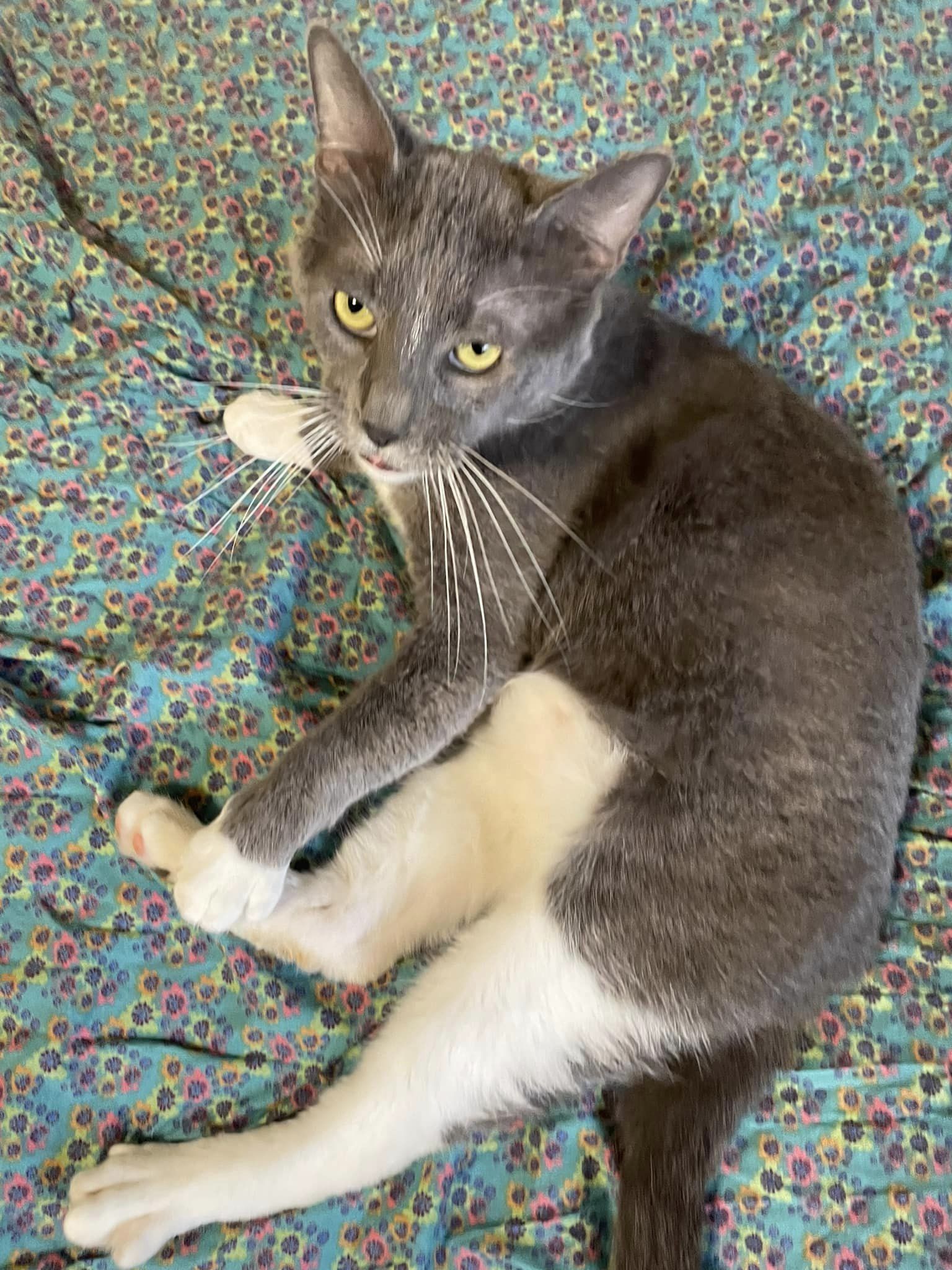 Enlarge Nevermore , a Adoptable Domestic Short Hair in Portland, OR image 3/6