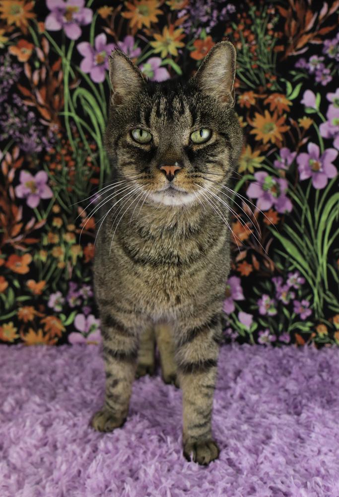 Puma, Adoptable, Senior Male Domestic Short Hair.