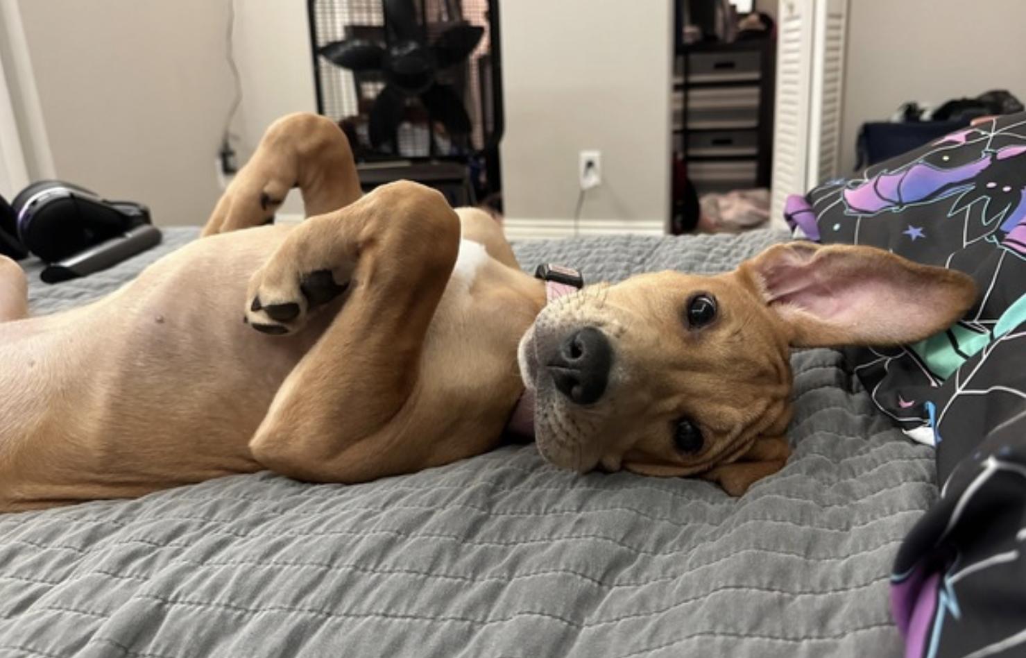 Sunny, Adoptable, Young Female Pit Bull Terrier & Great Pyrenees.