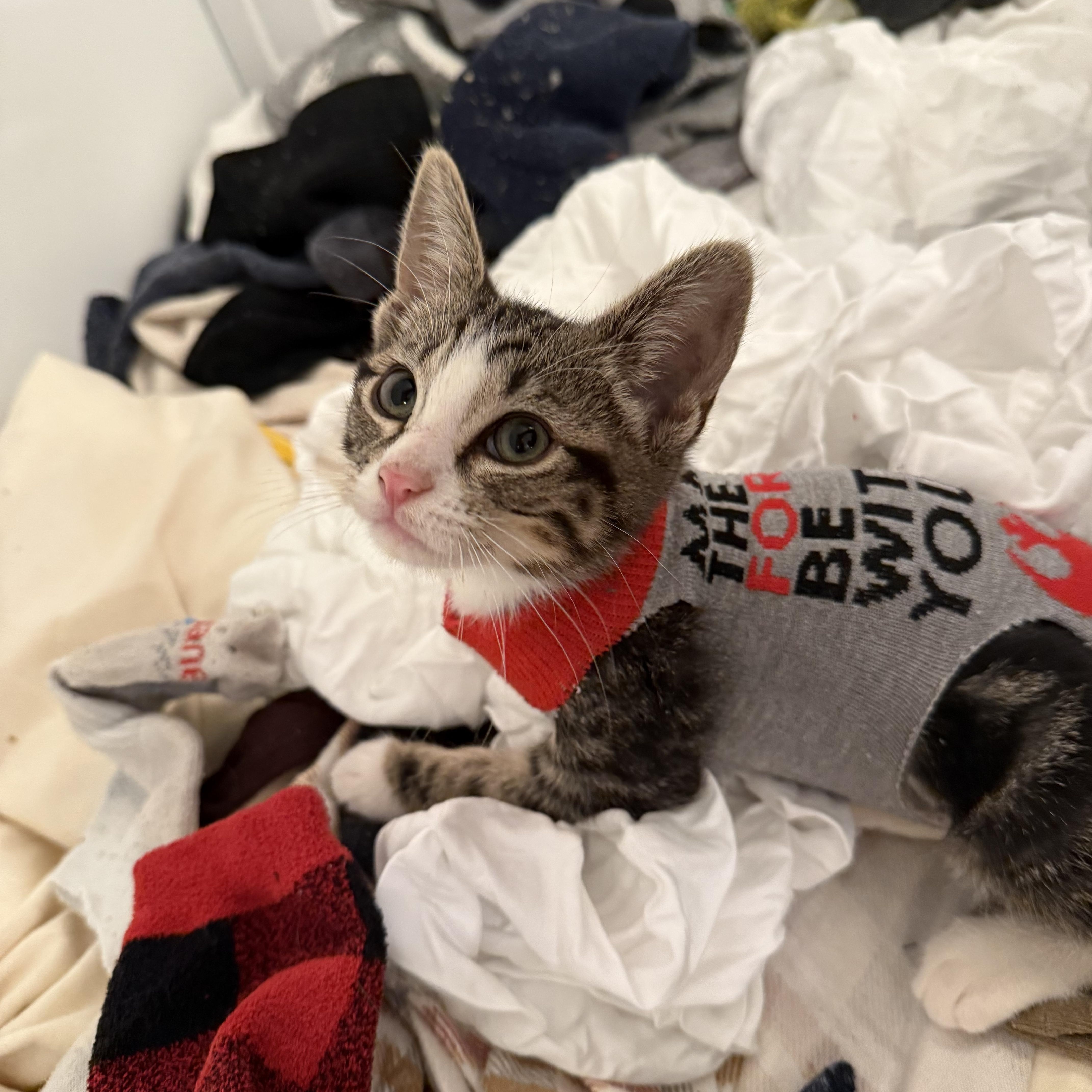 Ethel Bean, ADOPTABLE, Kitten Female Tabby.