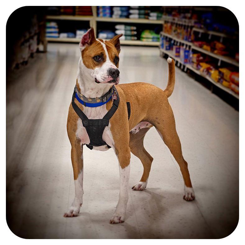 Enlarge Louie, a Adoptable mixed breed in Utica, MI image 1/3