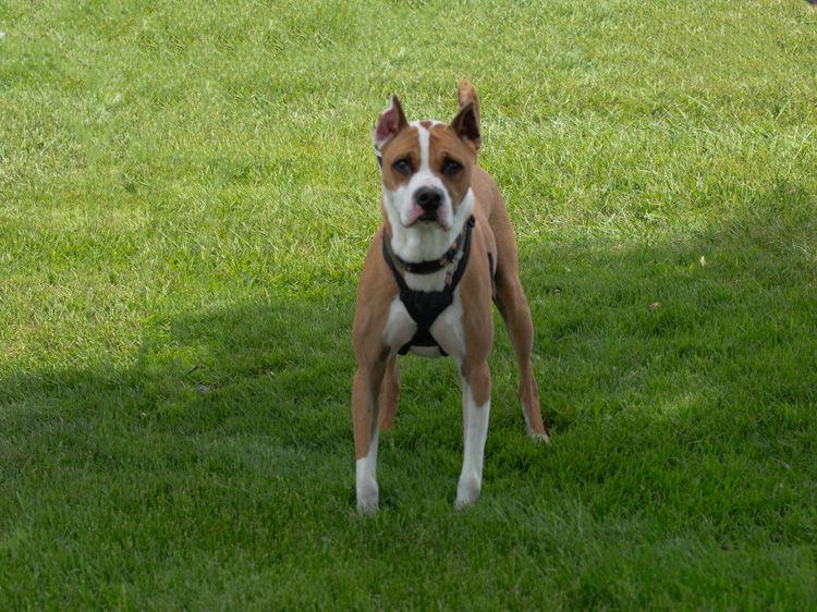Enlarge Louie, a Adoptable mixed breed in Utica, MI image 2/3