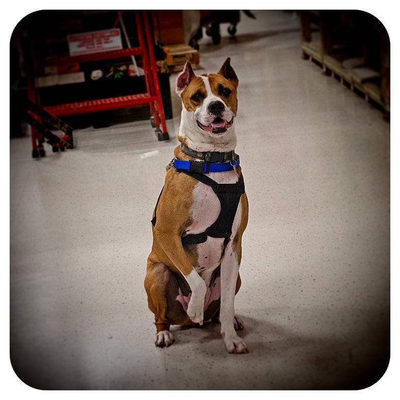 Enlarge Louie, a Adoptable mixed breed in Utica, MI image 3/3