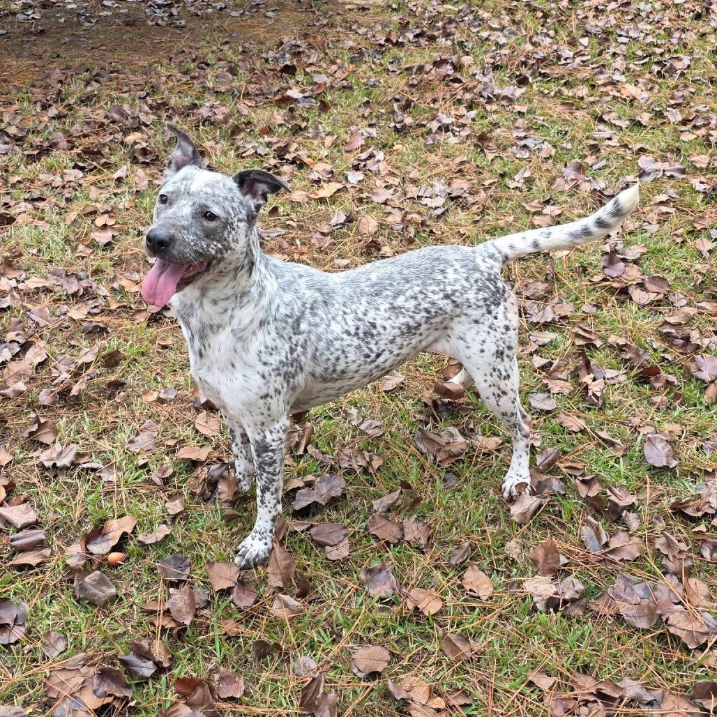 ELM 32 (Heaven), Adoptable, Adult Female Mixed Breed.