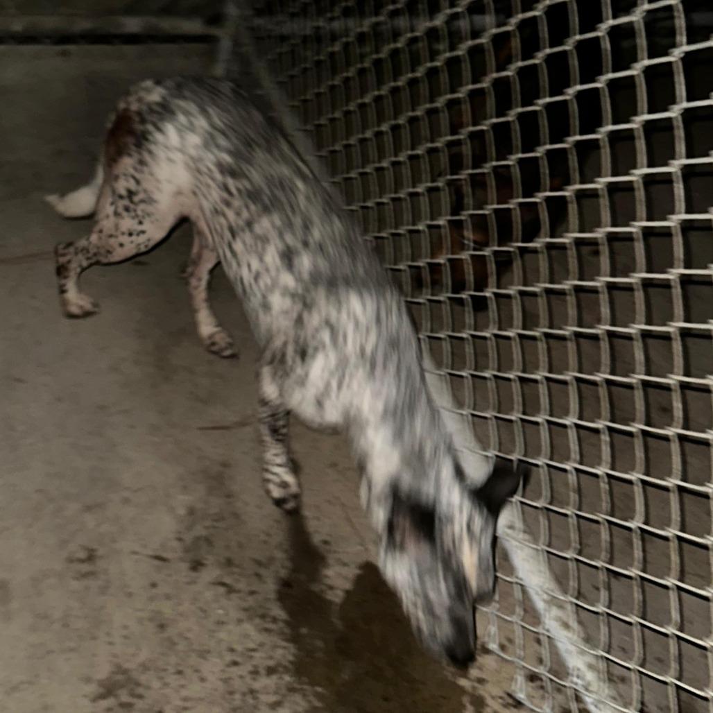 Enlarge ELM 32 (Heaven), a Adoptable Mixed Breed in Gadsden, AL image 2/6