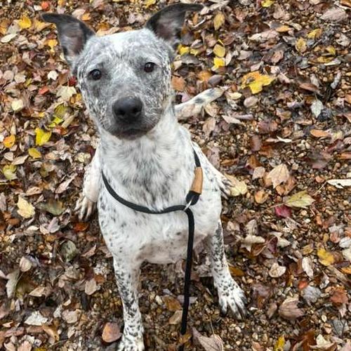 Enlarge ELM 32 (Heaven), a Adoptable Mixed Breed in Gadsden, AL image 5/6