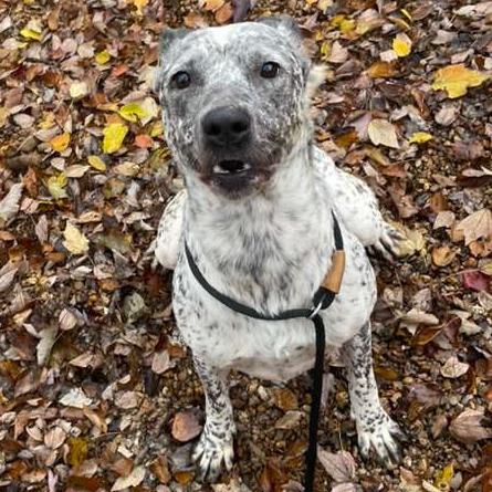 Enlarge ELM 32 (Heaven), a Adoptable Mixed Breed in Gadsden, AL image 6/6