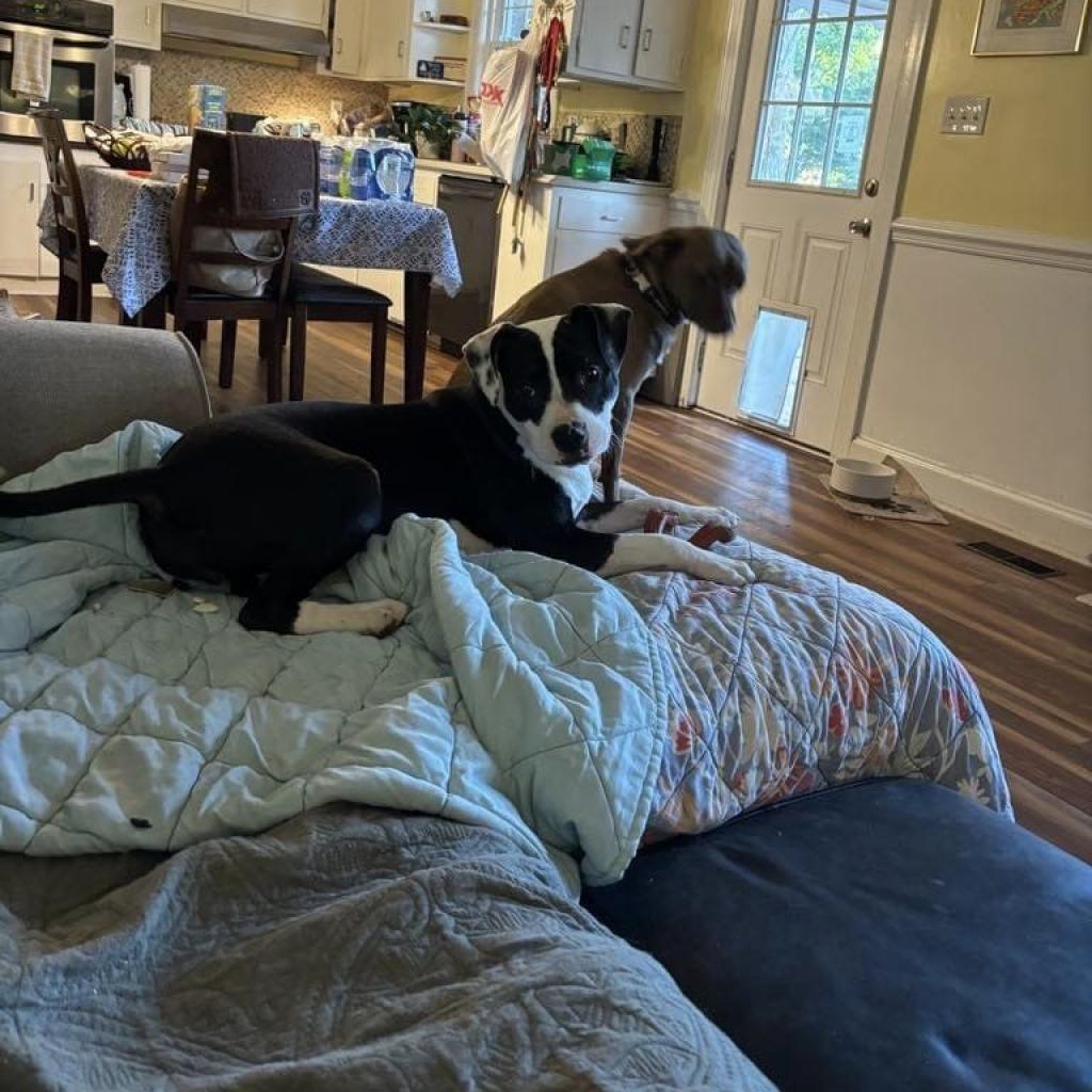 Daisy, Adoptable, Adult Female Pit Bull Terrier & Mixed Breed.