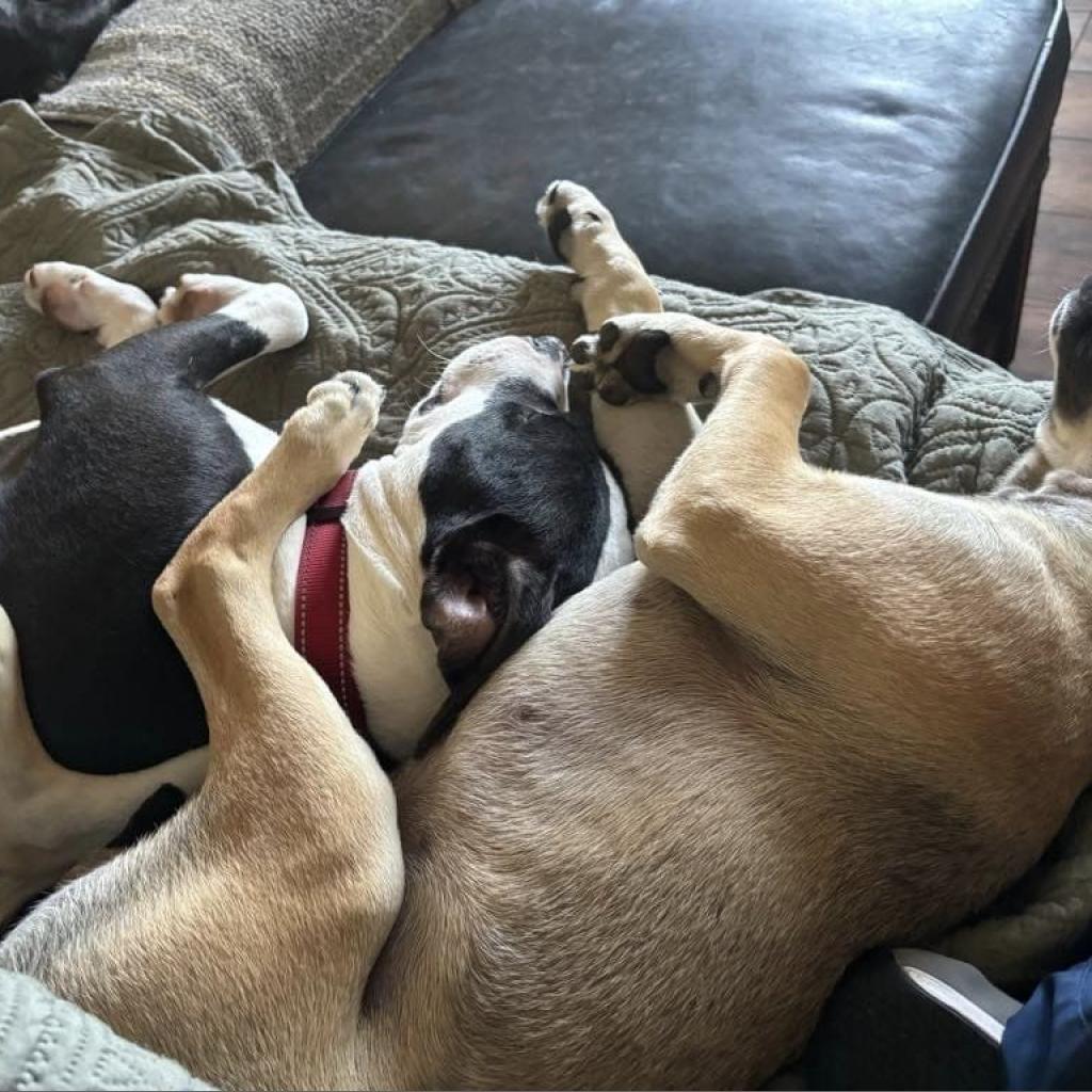 Daisy, Adoptable, Adult Female Pit Bull Terrier & Mixed Breed.