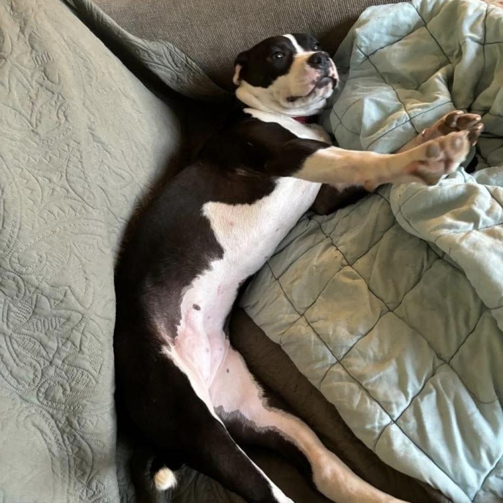 Enlarge Daisy, a Adoptable mixed breed in Bailey, NC image 2/6