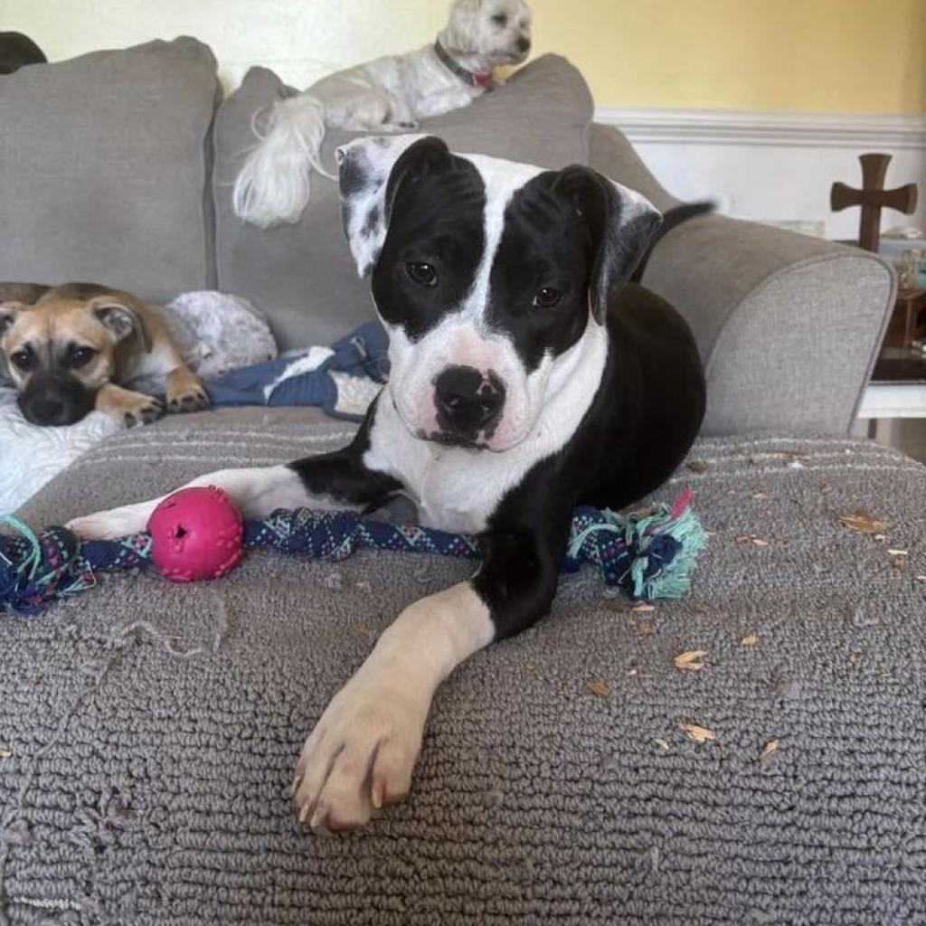 Enlarge Daisy, a Adoptable mixed breed in Bailey, NC image 3/6