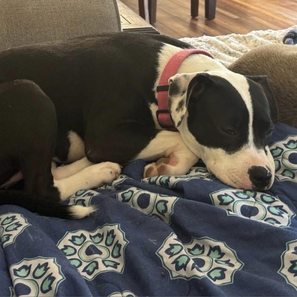 Enlarge Daisy, a Adoptable mixed breed in Bailey, NC image 4/6